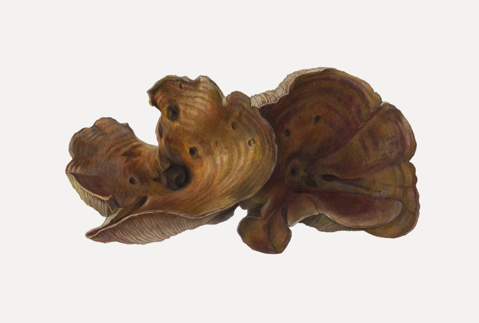 Milky Cap Mushrooms  (Lactarius species), colored pencil and graphite, 10 1/2" x 15 3/4"
