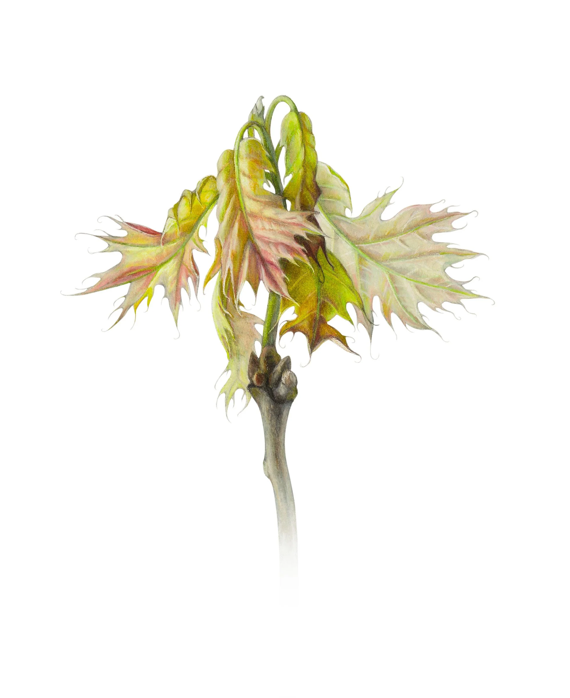 Red Oak Leaves  Emerging  (Quercus rubra),
colored pencil and graphite, 12 ½” x 10 ¼”