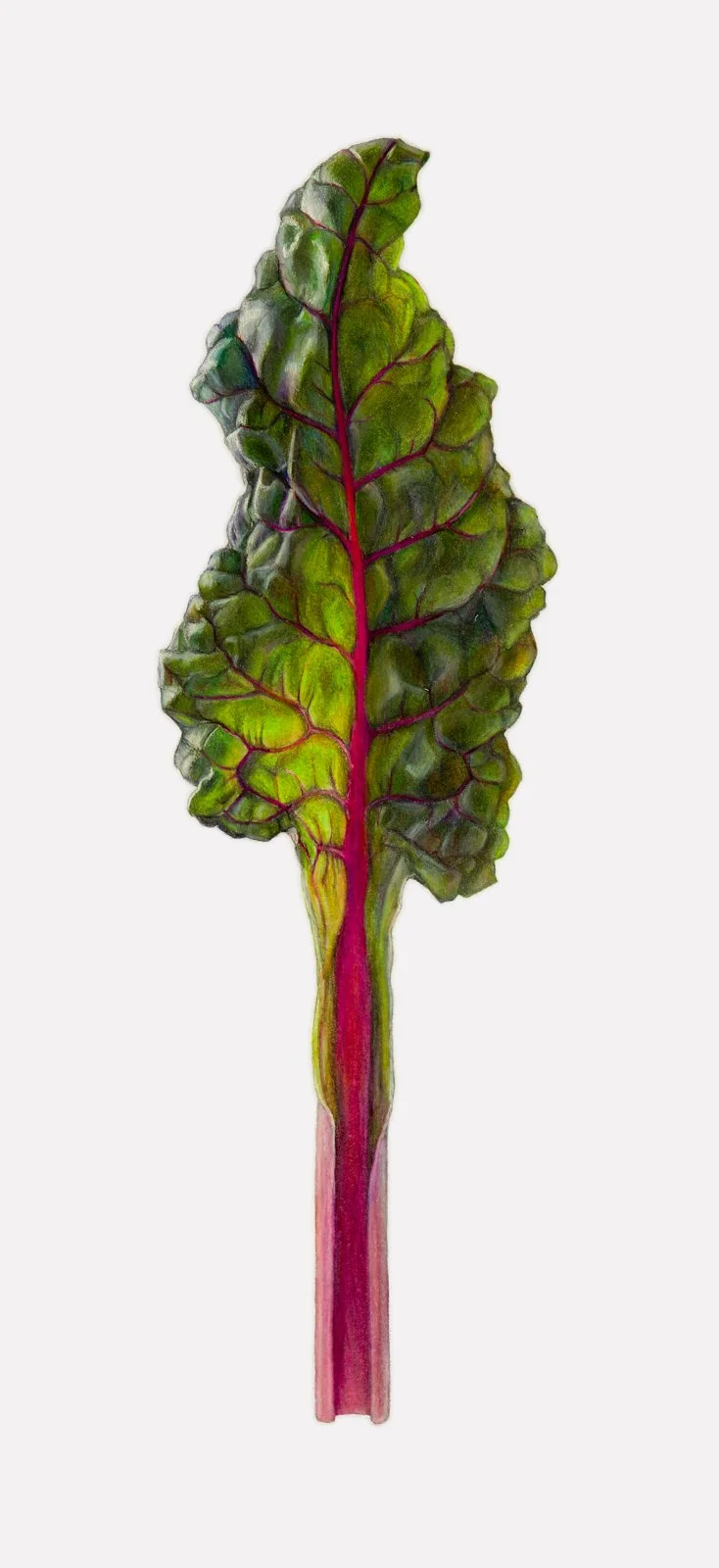 Swiss Chard Leaf  (Beta vulgaris ssp. cicla),
colored pencil and graphite, 17” x 8”