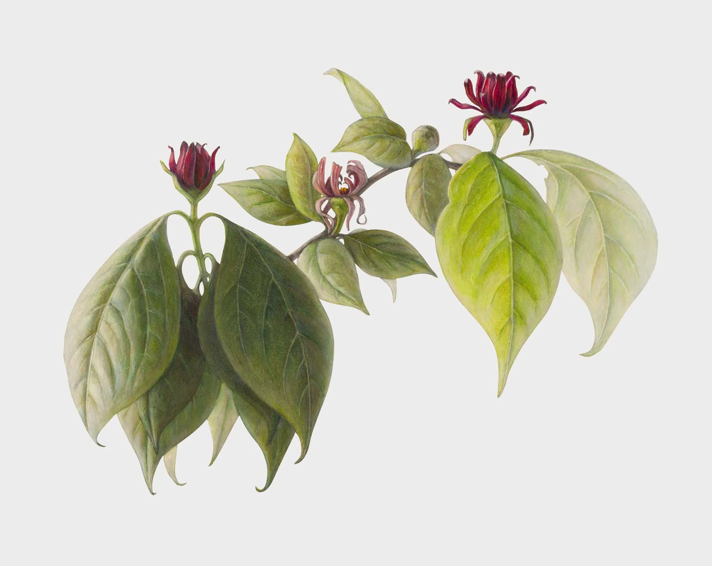 Carolina Allspice Flowers  (Calycanthus floridus), colored pencil and graphite, 14 1/2" x 18 1/2" 