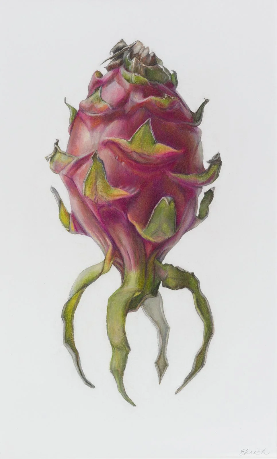 Dragon Fruit (Selenicereus undated), colored pencil and graphite, sold