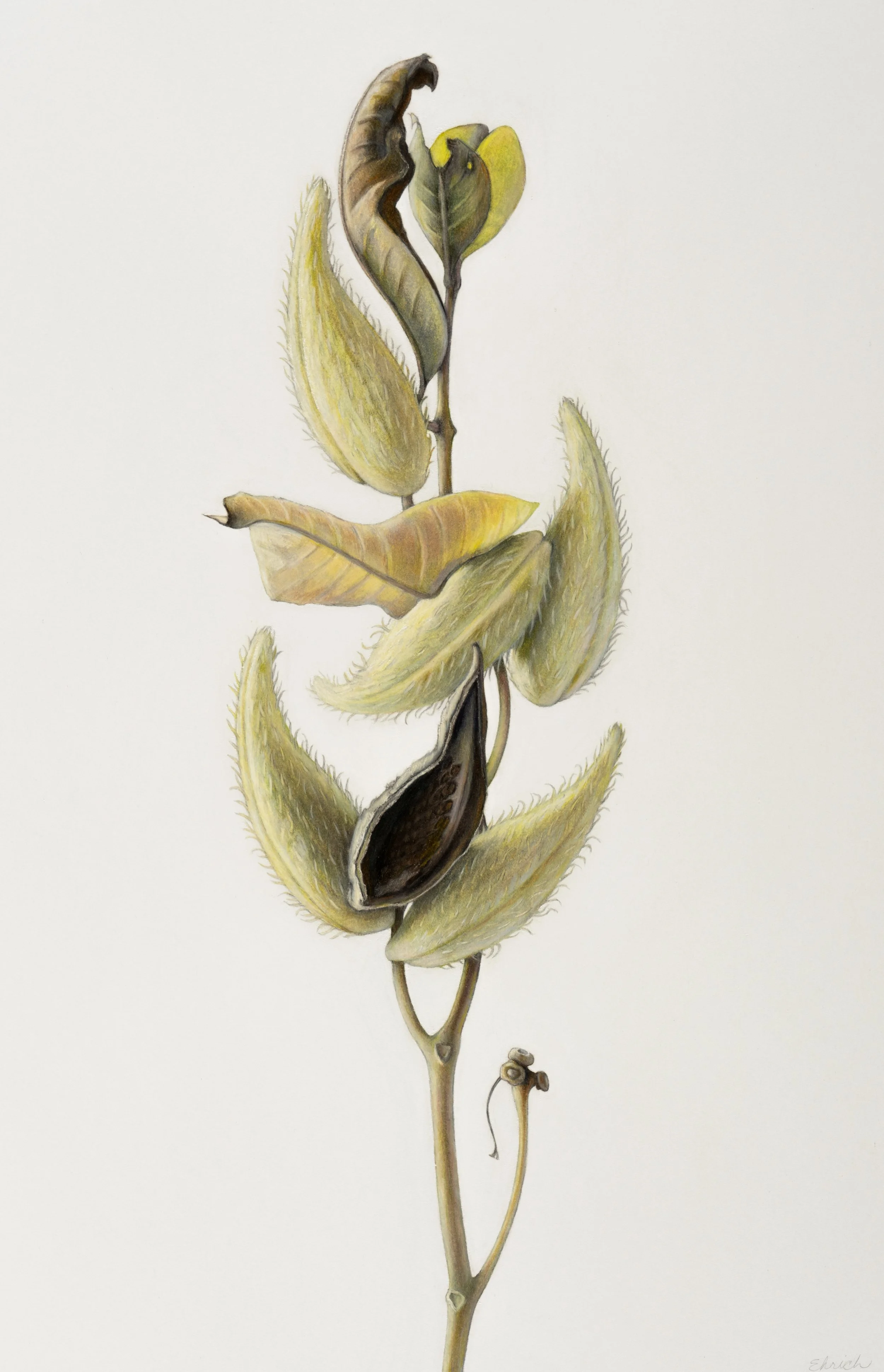Common Milkweed Seed Pods (Asclepias syriaca),
colored pencil and graphite,
sold