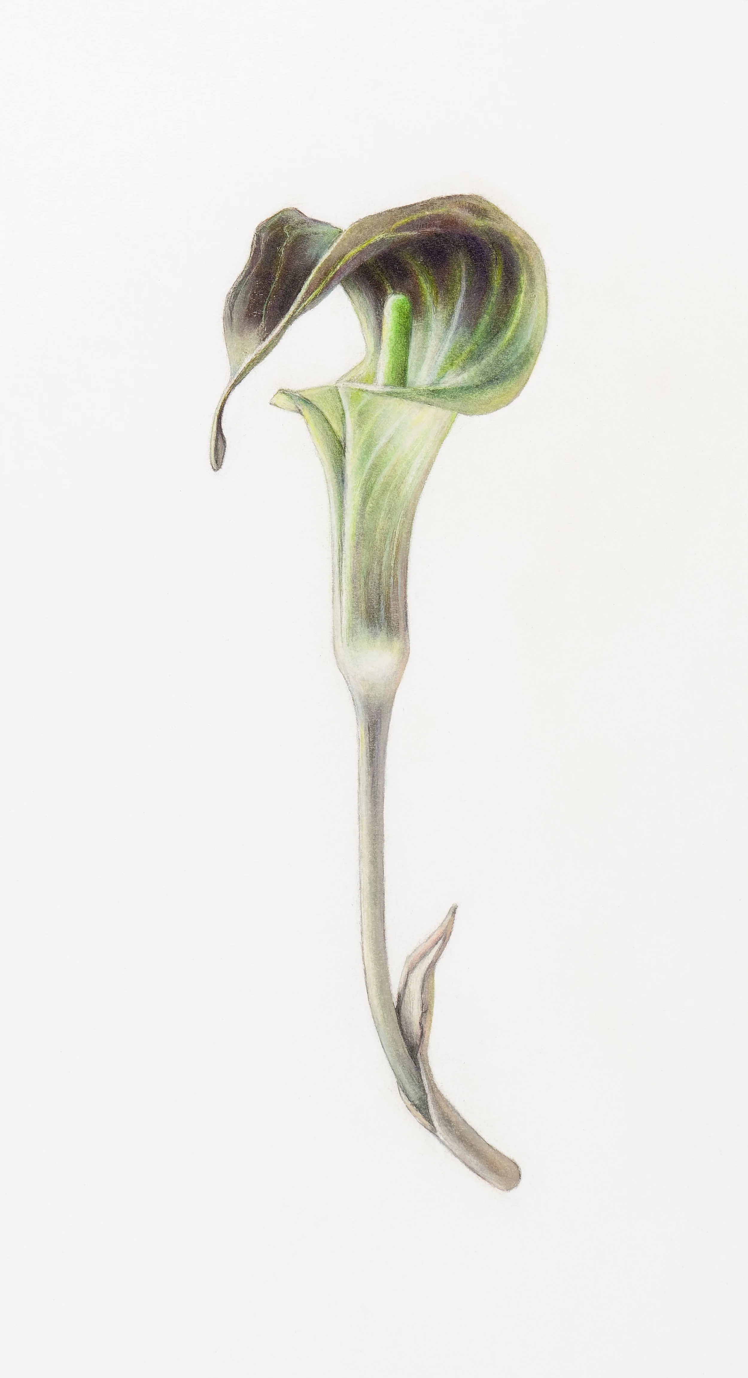 Jack-in-the-pulpit Flower  (Arisaema triphyllum), 
colored pencil and graphite, 10 ½” x 5 ¾”