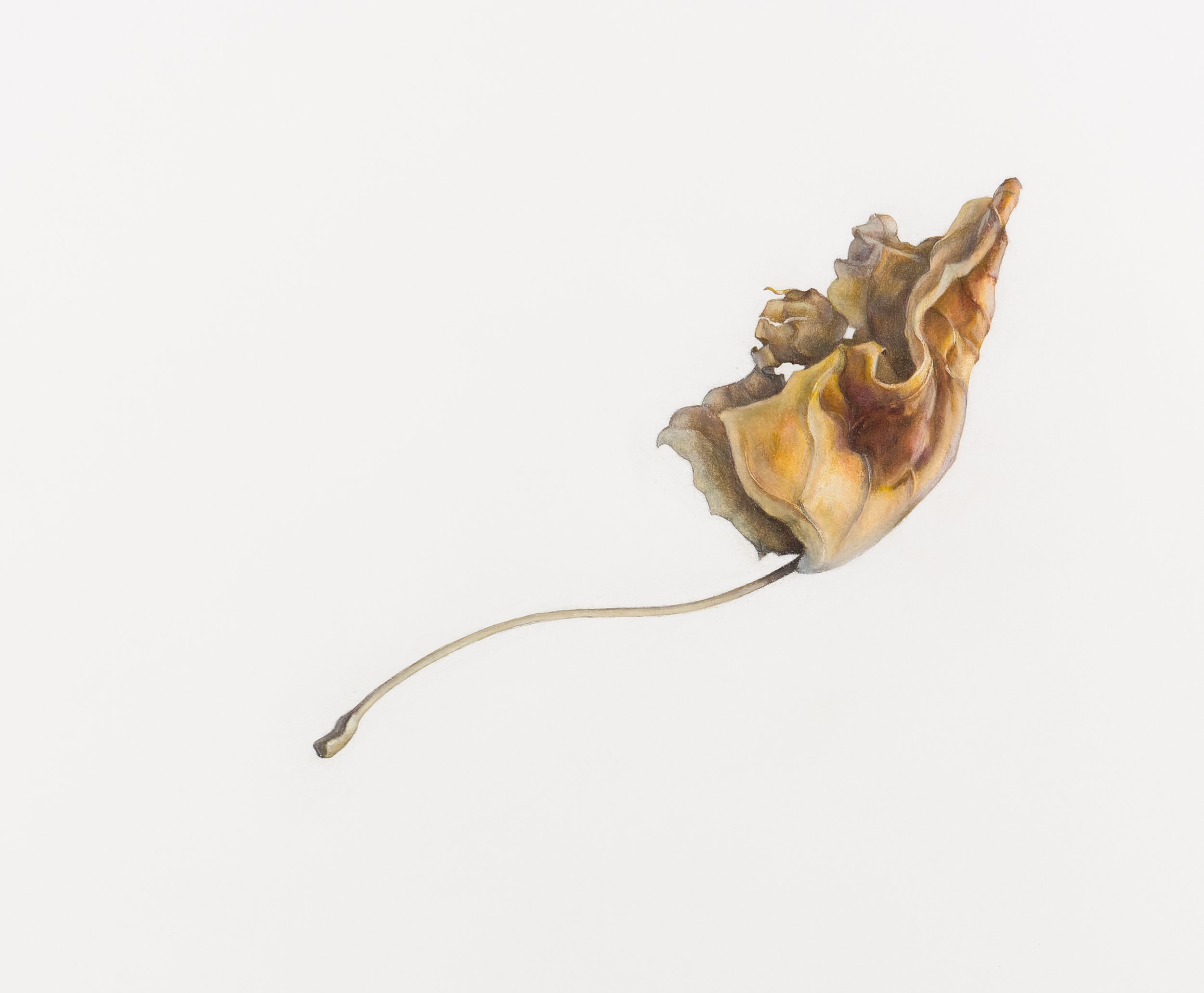 Tuliptree Leaf (Liriodendron tulipifera),
colored pencil and graphite, 11 ½” x 14”