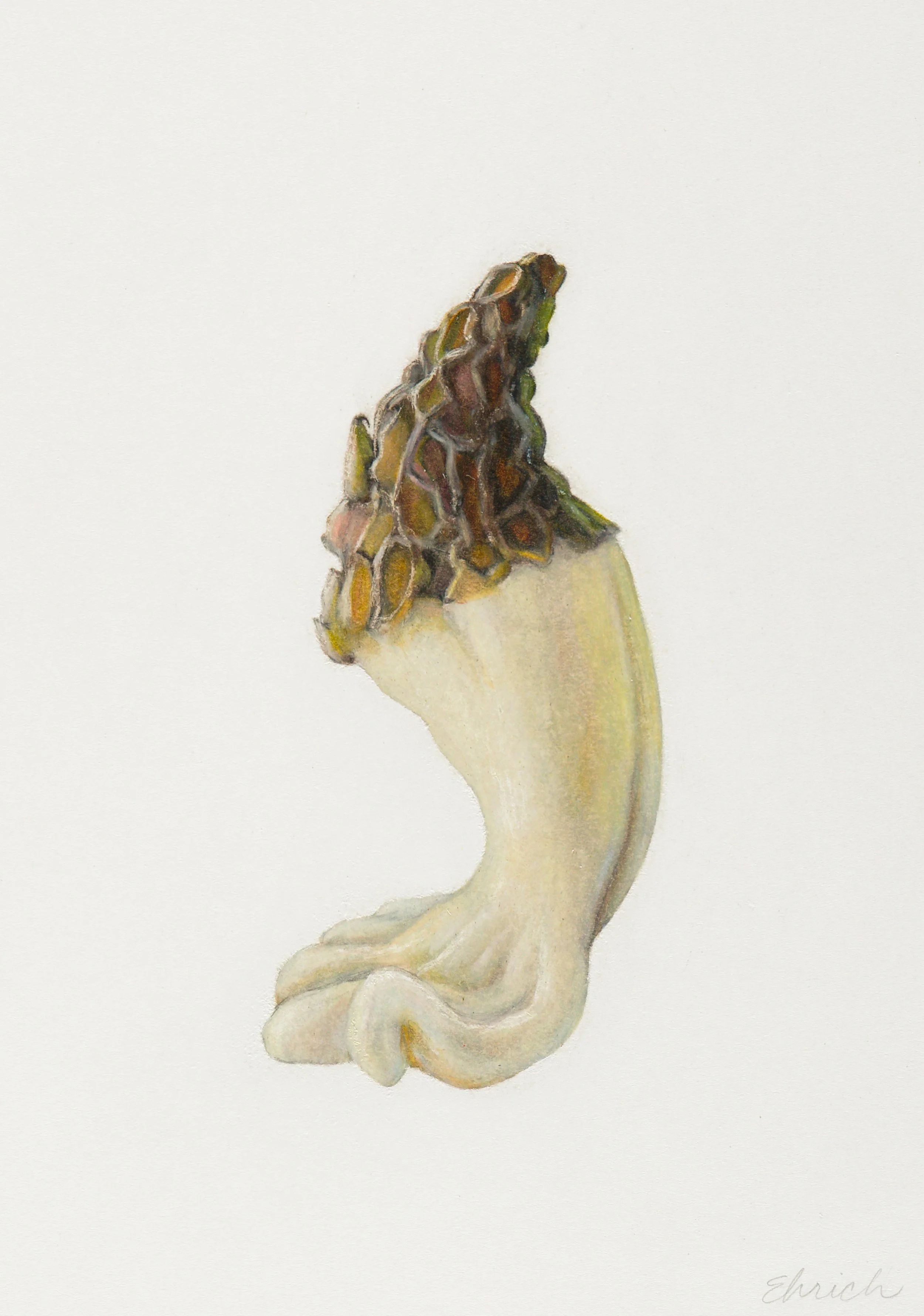 Morel Mushroom (Morchella species),
colored pencil and graphite, 7 ½” x 5 ¼”