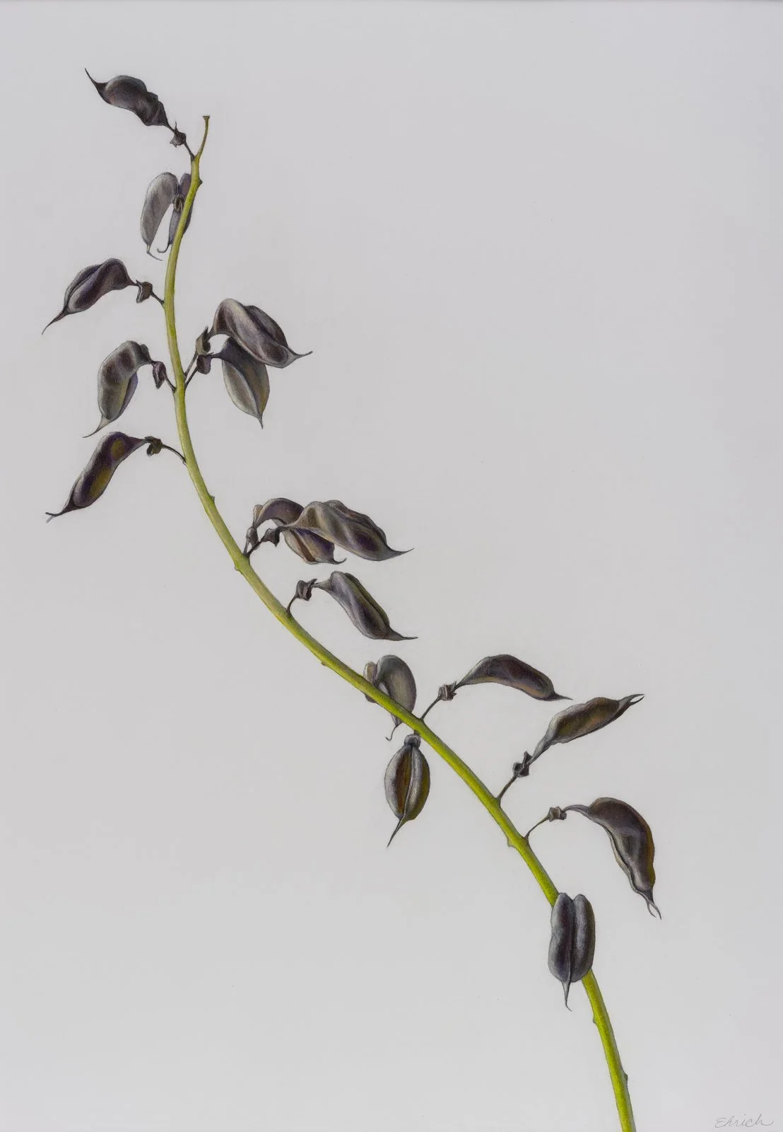 Blue False Indigo Seed Pods  (Baptisia australis),
colored pencil and graphite, 19" x 13 1/2 "