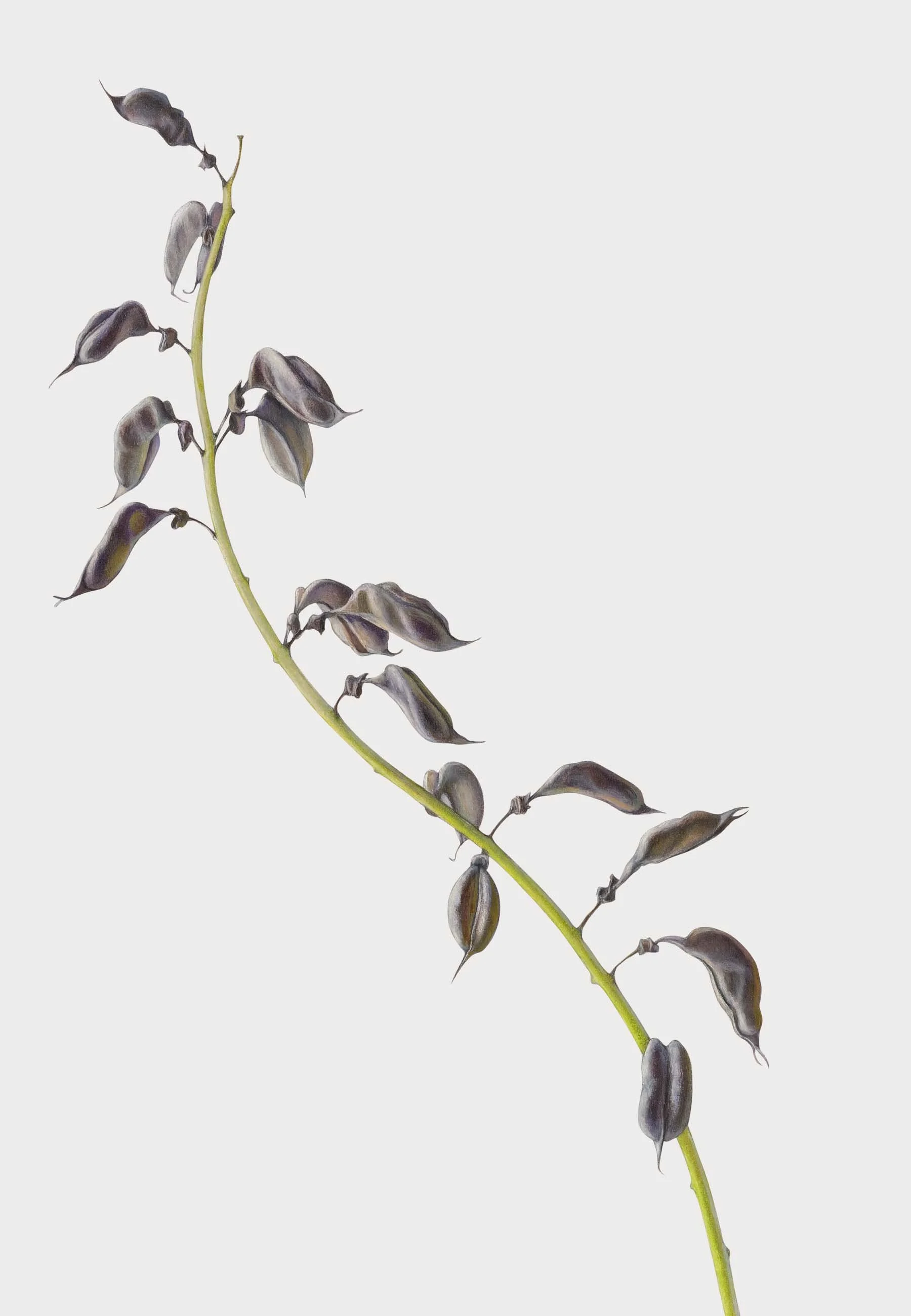 Blue False Indigo Seed Pods  (Baptisia australis),
colored pencil and graphite, 19" x 13 1/2 "