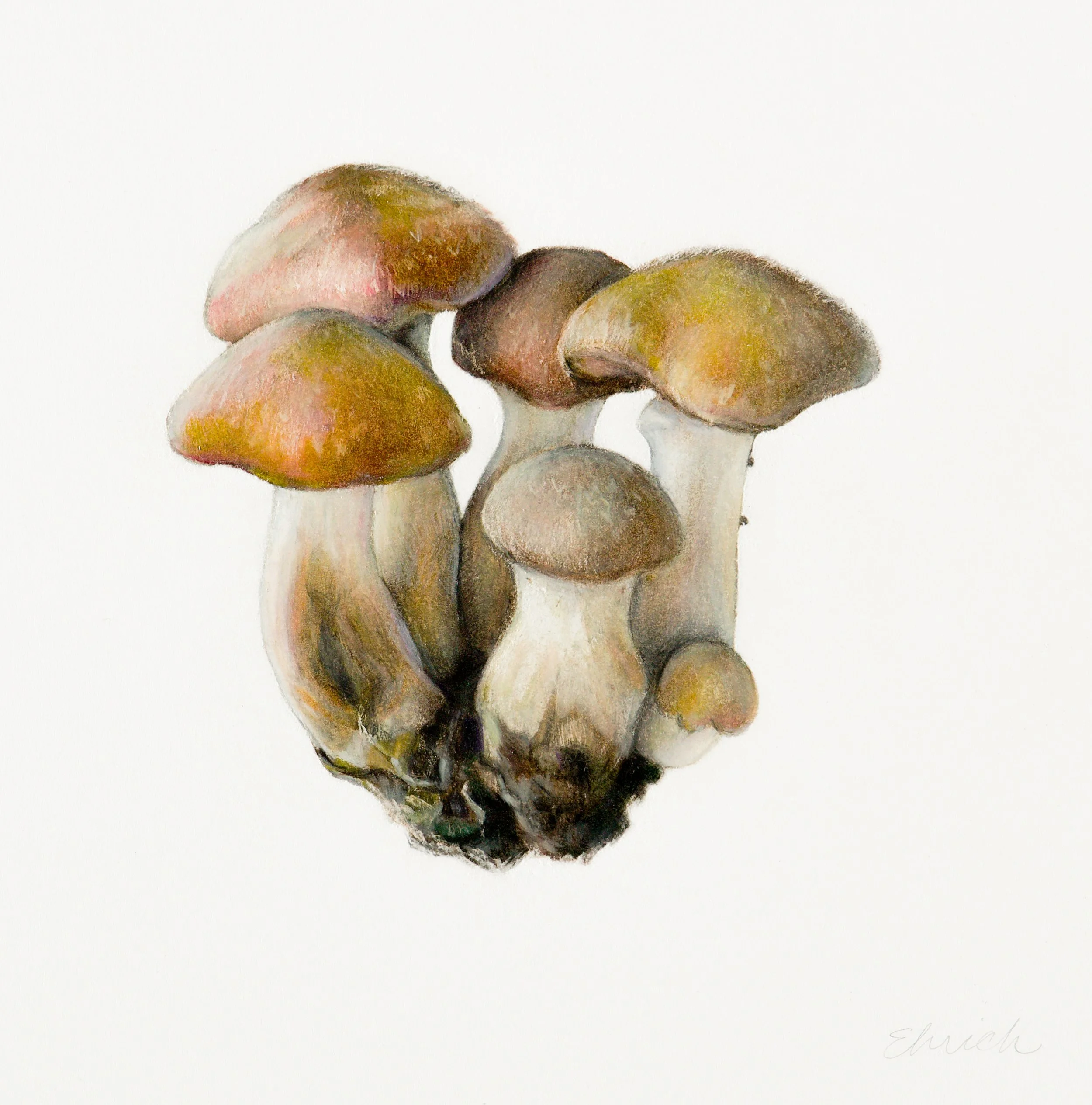 Honey Mushrooms (Armillaria gallica),
colored pencil and graphite, 5 ¾” x 5 ¾”