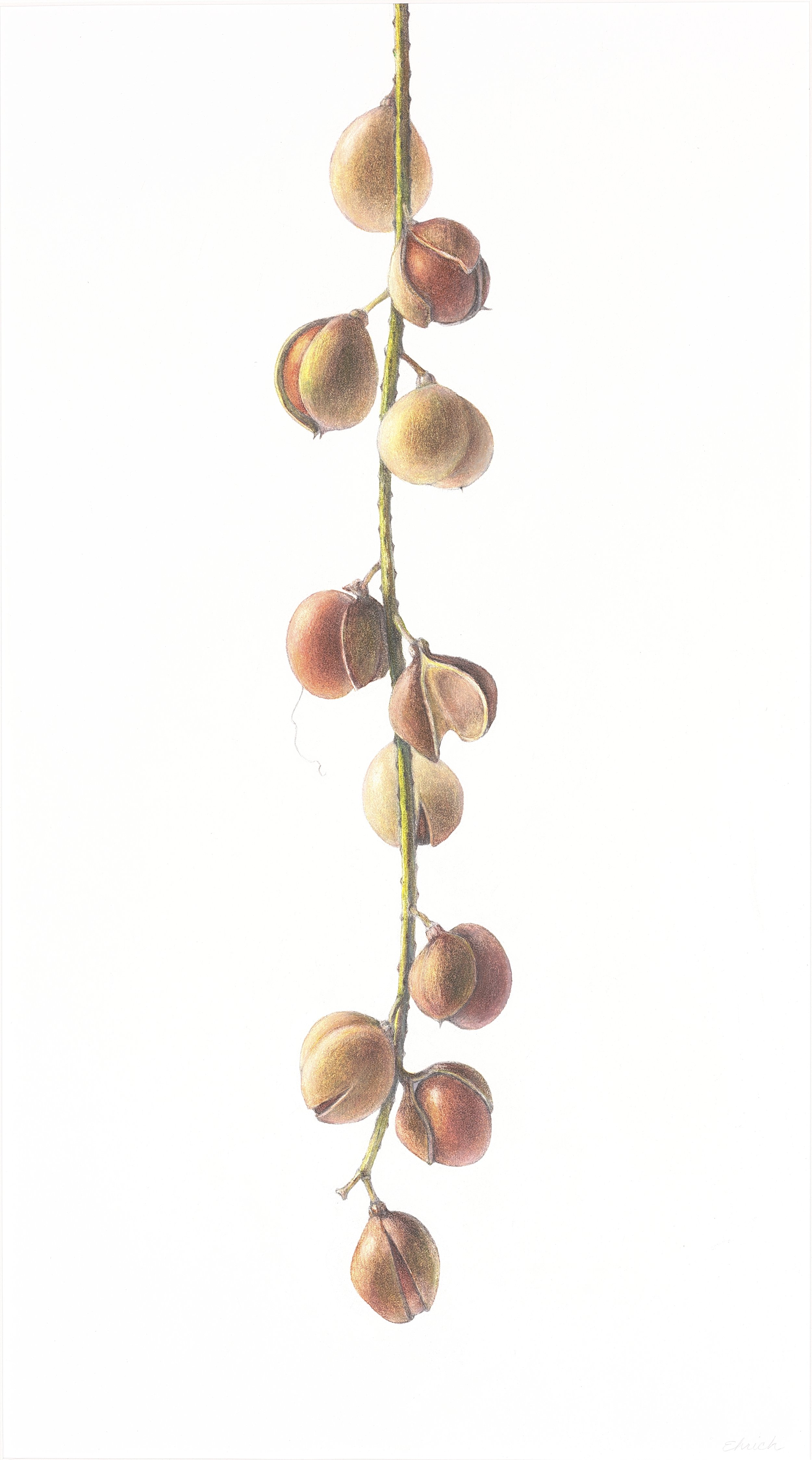 Bottlebrush Buckeye  Seedpods (Aesculus parviflora),
colored pencil and graphite, 21 1/2"  x 12"