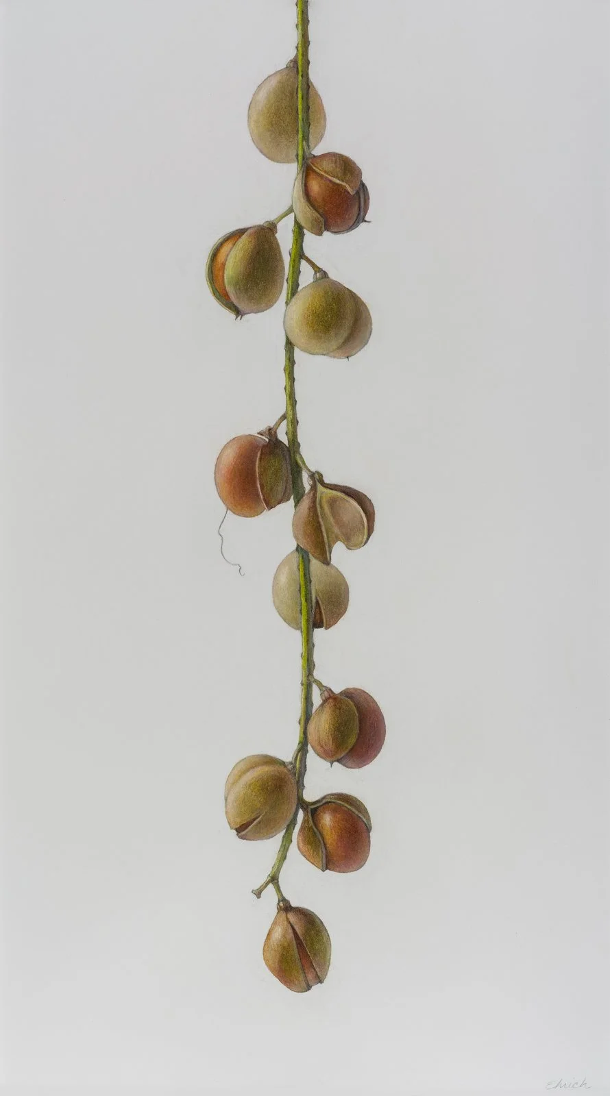 Bottlebrush Buckeye Seed Pods (Aesculus parviflora),
colored pencil and graphite, 21 1/2"  x 12"