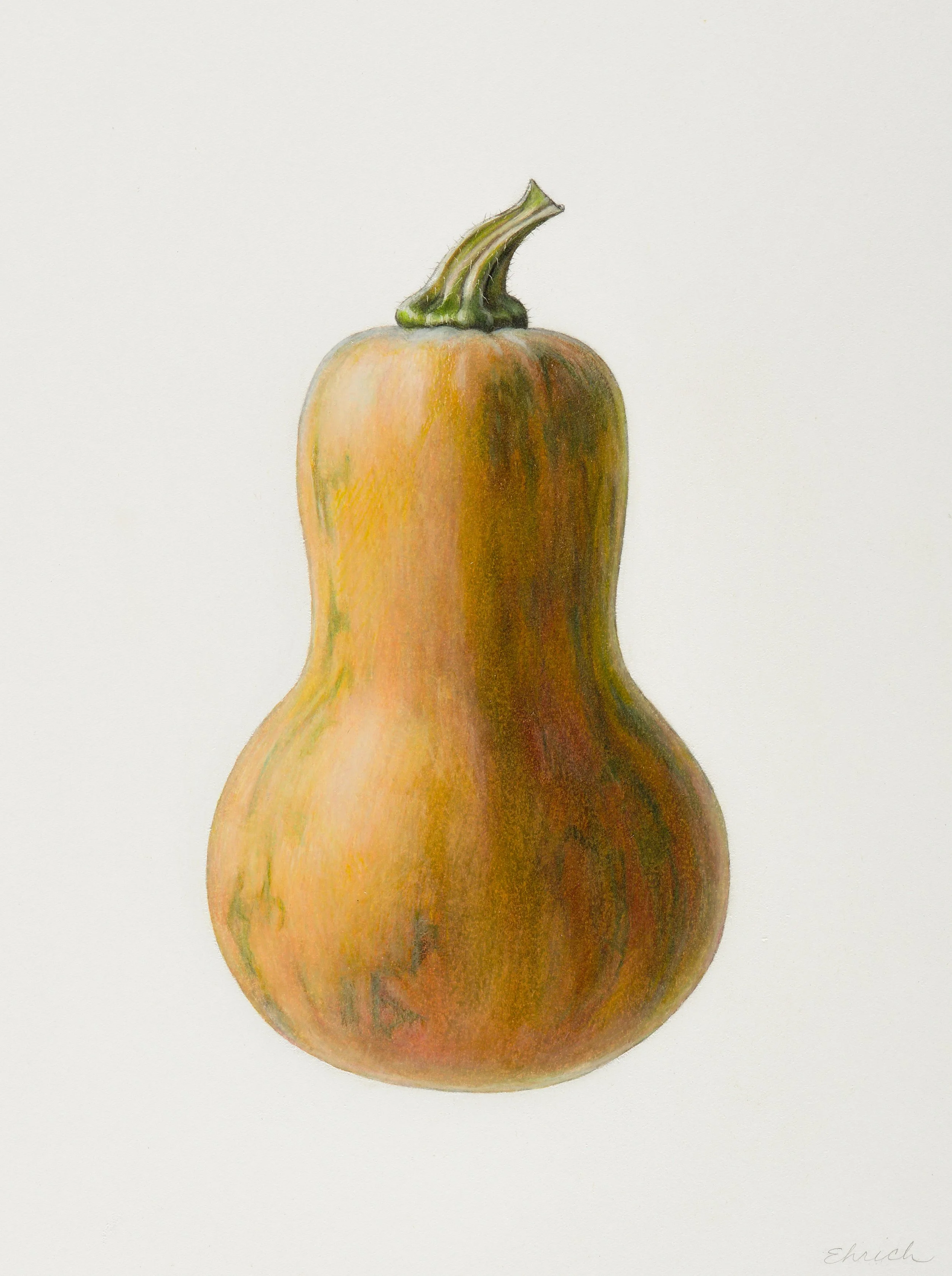 Butternut Squash  (Cucurbita moshata),
colored pencil and graphite, 11 ¾” x 8 ¾”