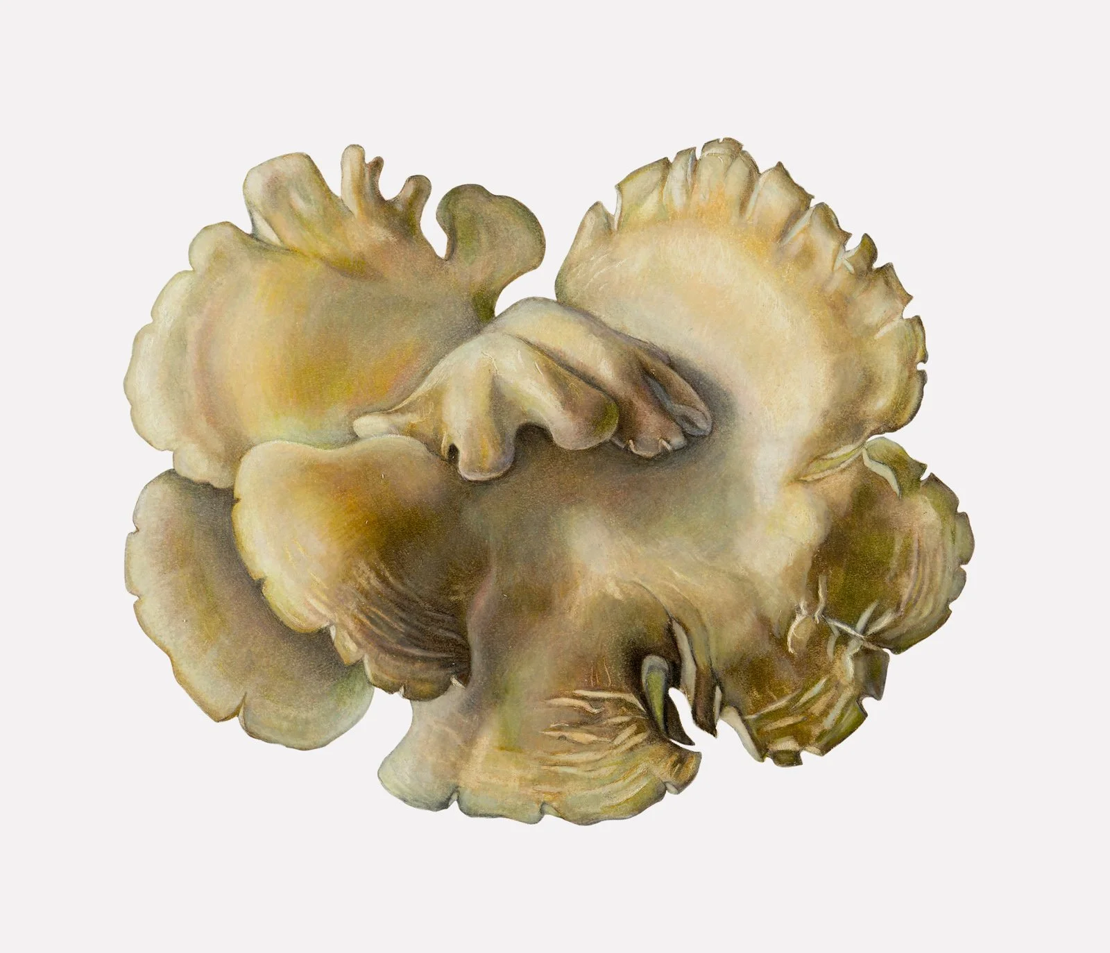 Oyster Mushroom  (Pleurotus species),
colored pencil and graphite, 10 ½” x 12 ¼”