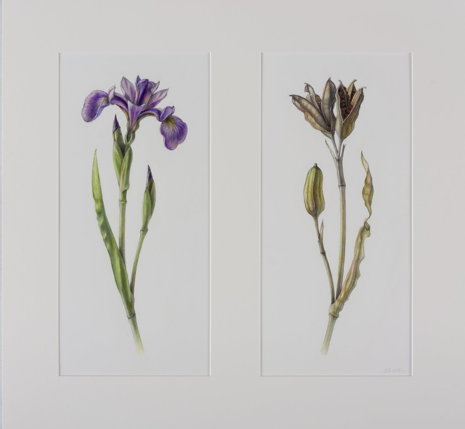 Blue Flag Flower and Fruit Diptych  (Iris versicolor),
colored pencil and graphite. Each drawing is 14" x 6 1/2".
