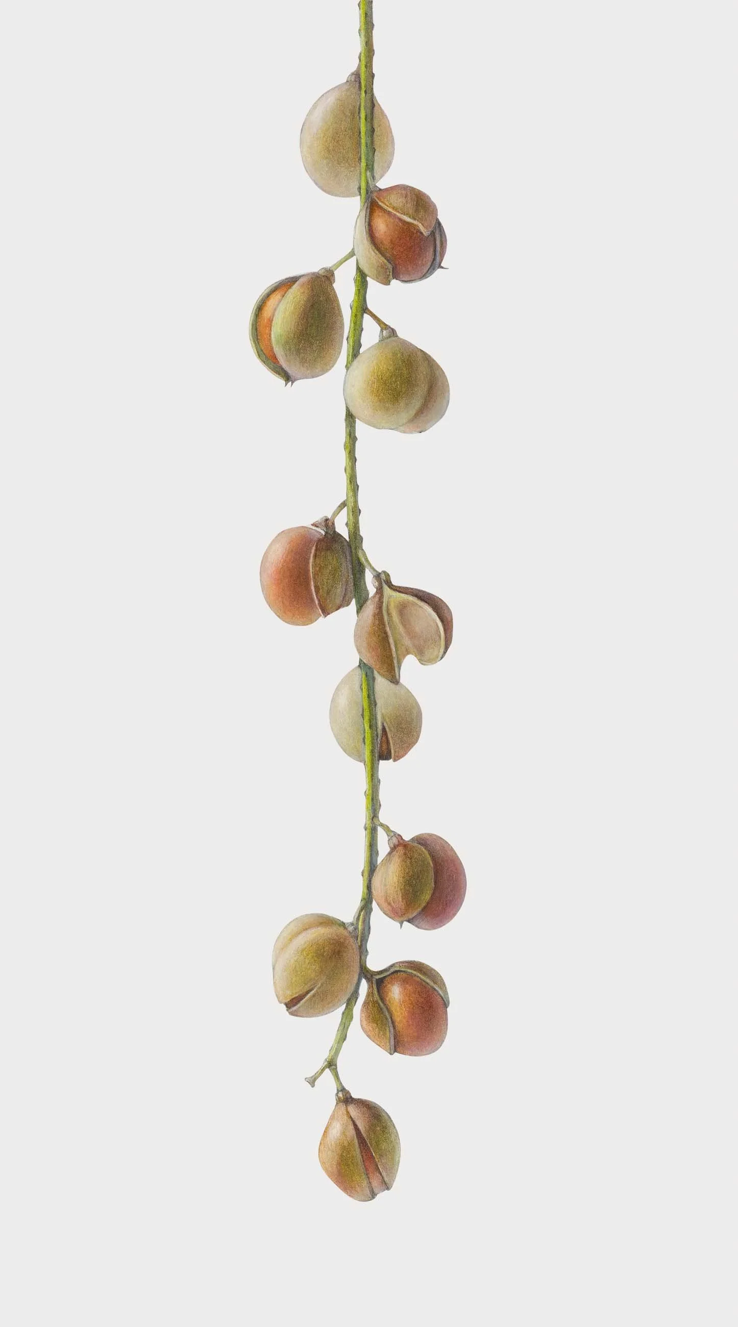 Bottlebrush Buckeye Seed Pods (Aesculus parviflora),
colored pencil and graphite, 21 1/2"  x 12"