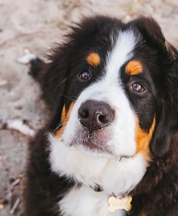 Close-up of a Bernese Mountain Dog puppy outdoors on dirt ground, looking up at the camera with brown eyes and a black, white, and brown coat.