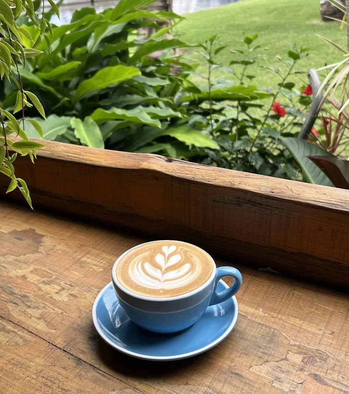 Kokomo Kitchen and Bar Gold Coast. A cup of latte art coffee on a blue saucer placed on a wooden table, with greenery and red flowers visible outside a window.