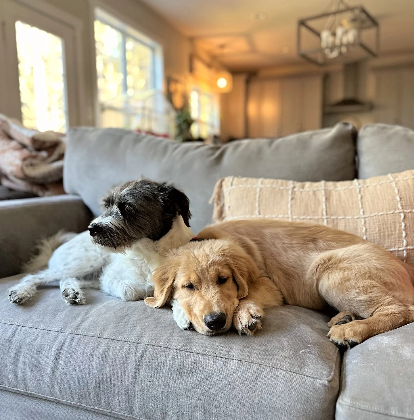 Nellie isn't so sure just yet and Coco is pretty much ready to run away from home BUT is slowly warming up.

Hank is absolutely a little tank.
He's mastered &quot;sit&quot; and pretty much house trained...most days.
Still mastering &quot;gentle&quot;