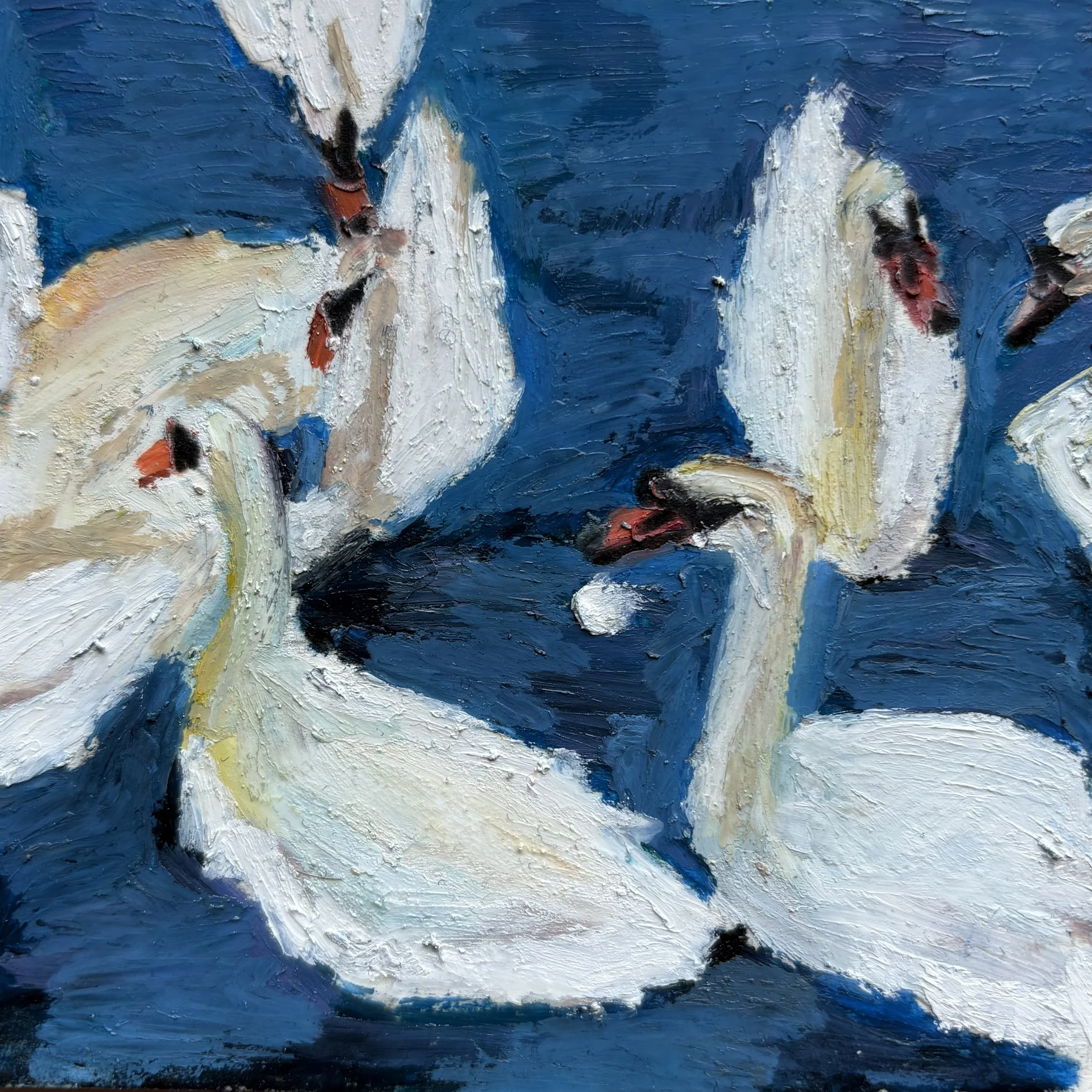 Swans in stratford 40