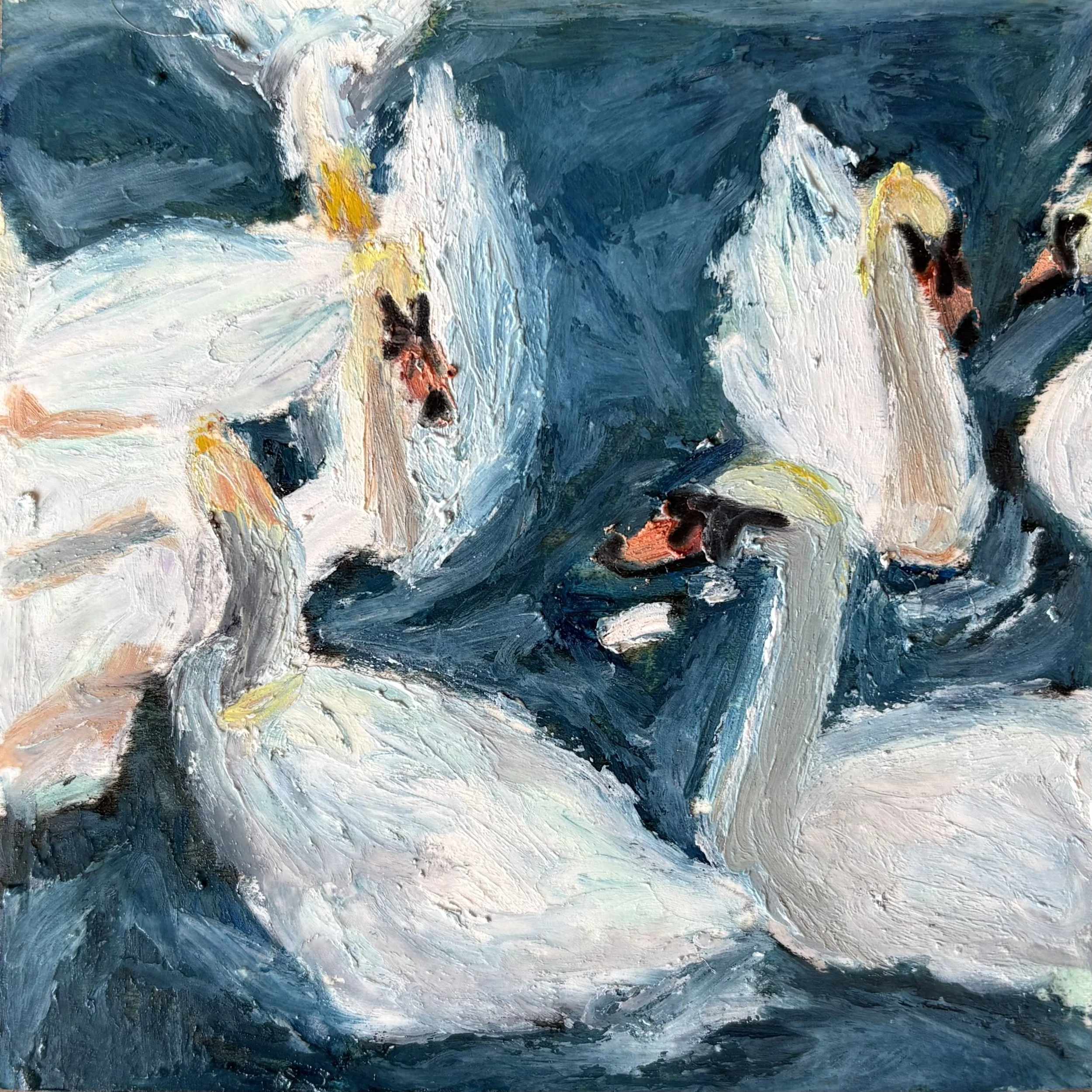 swans in stratford 45