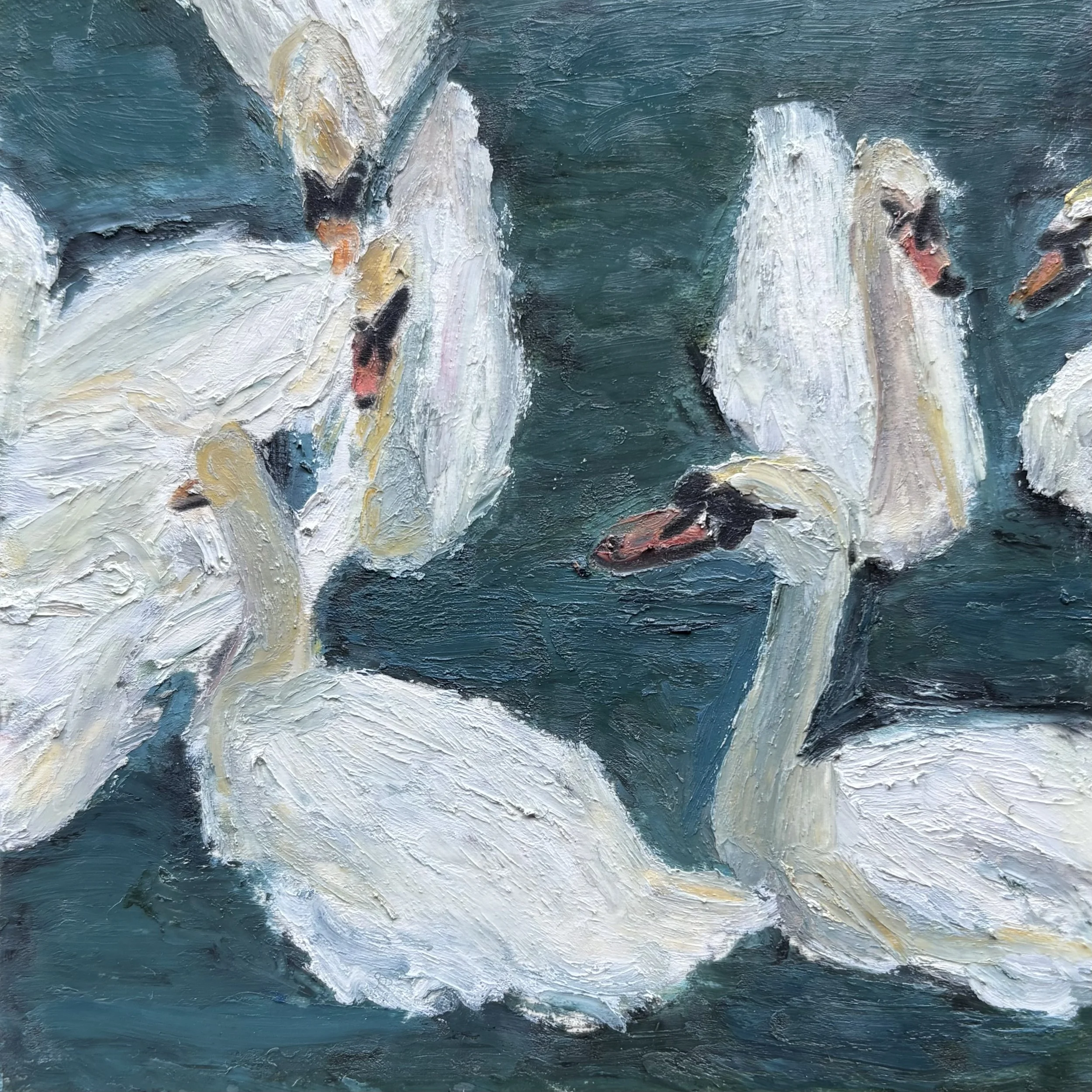 swans in stratford 43