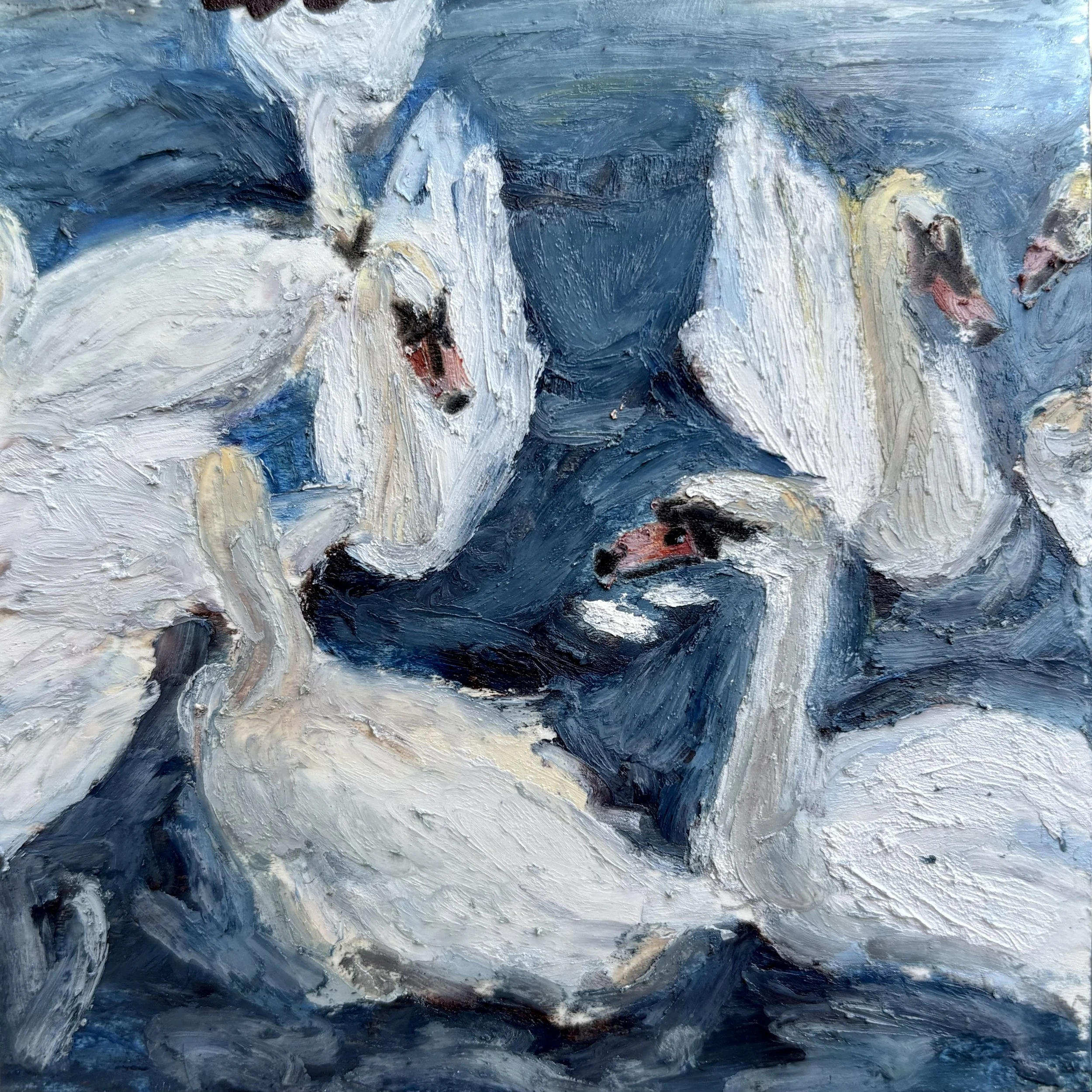 swans in stratford 46