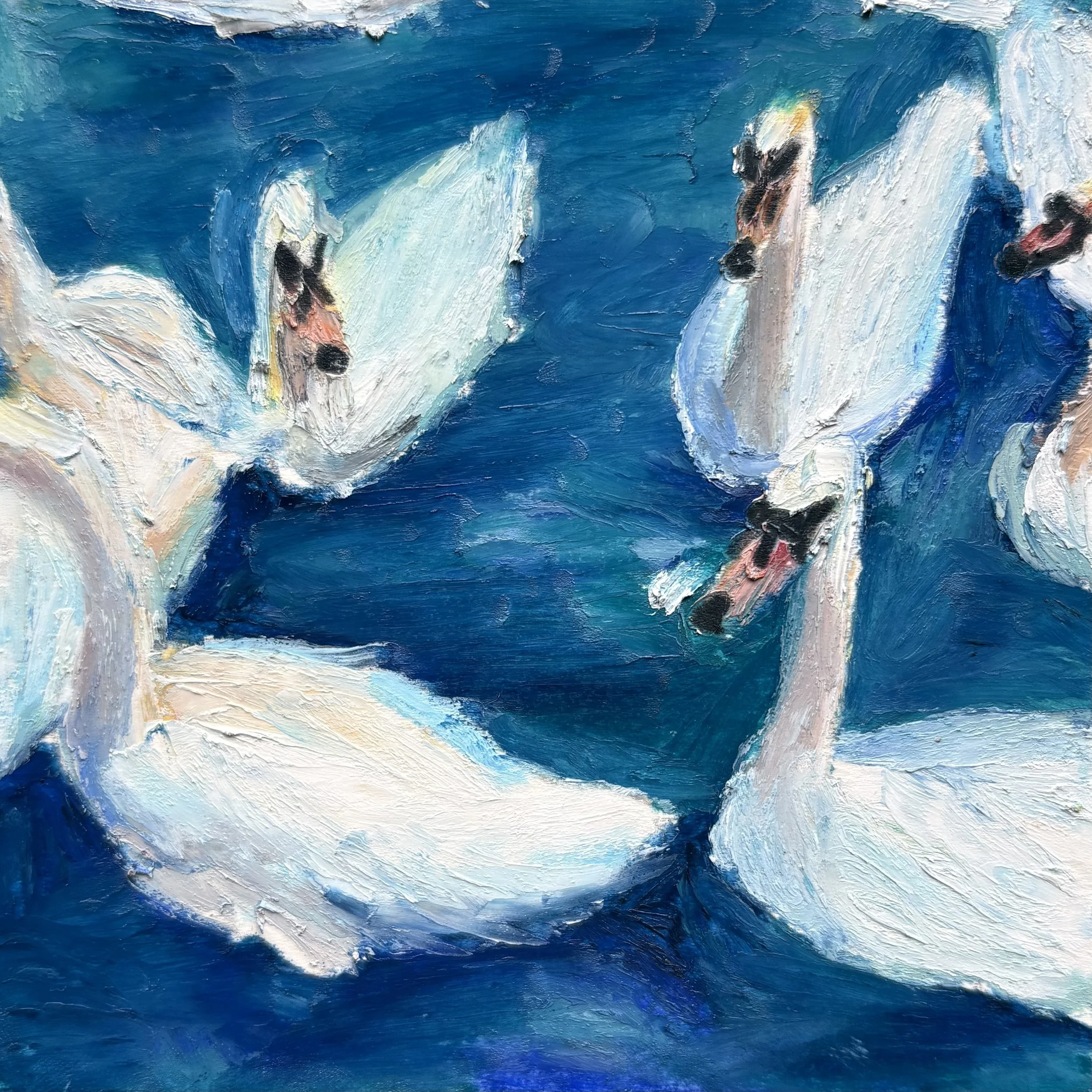 swans in stratford 27.jpg
