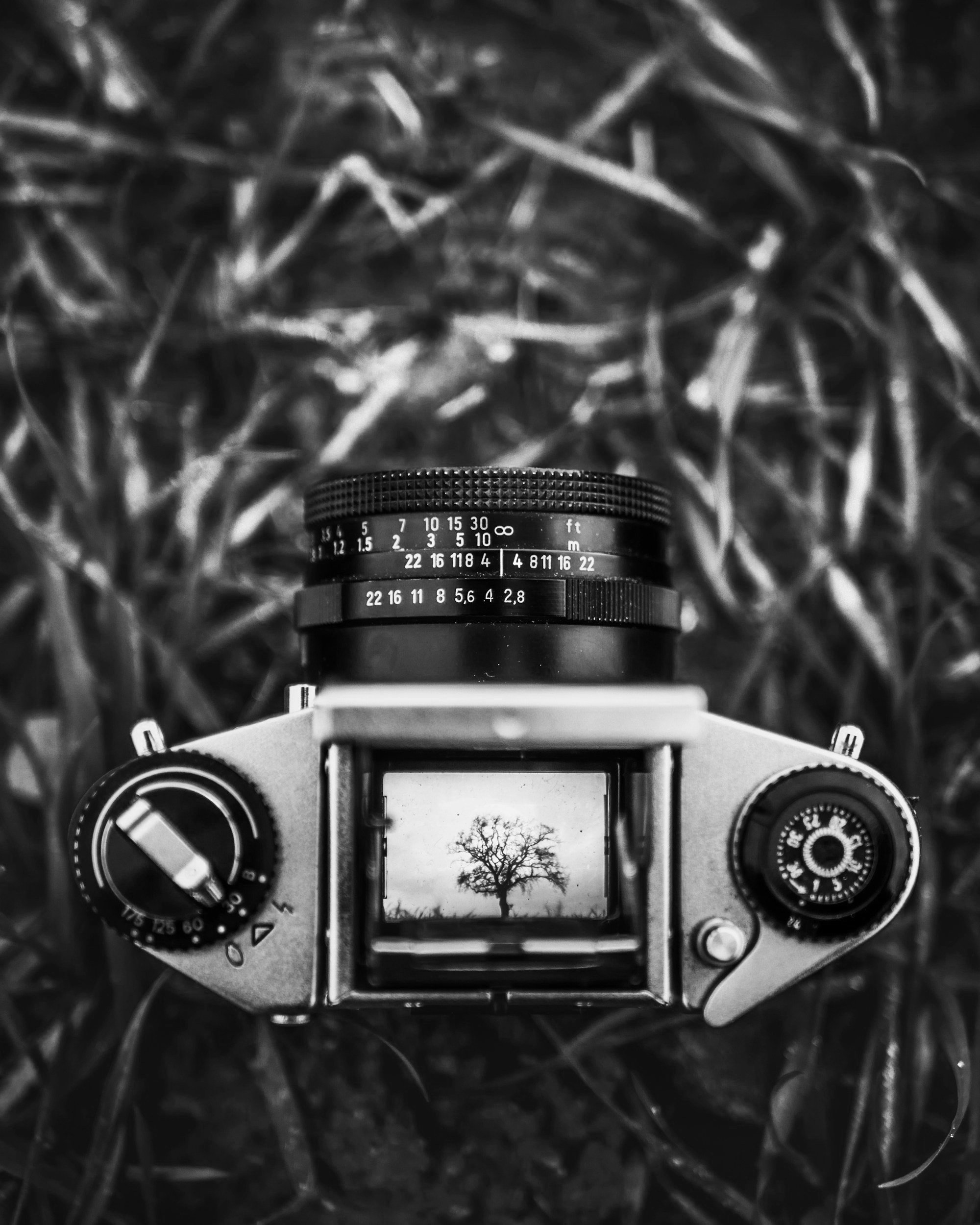 A vintage camera resting on grass, with its viewfinder displaying a silhouetted tree against a cloudy sky.