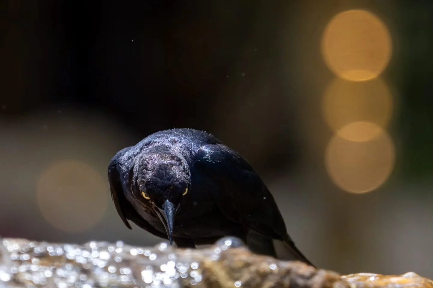 S C A R Y F A C E

#bird
#photography 
#nature
#california
#5hashtaglimitisannoying