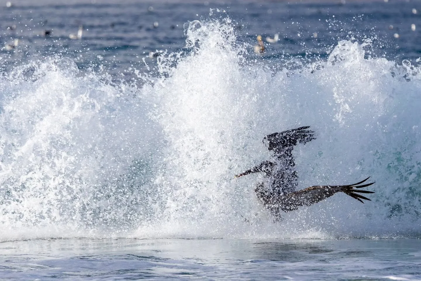 W A V E F O R M

#beach
#bird
#pelican 
#wave
#nature