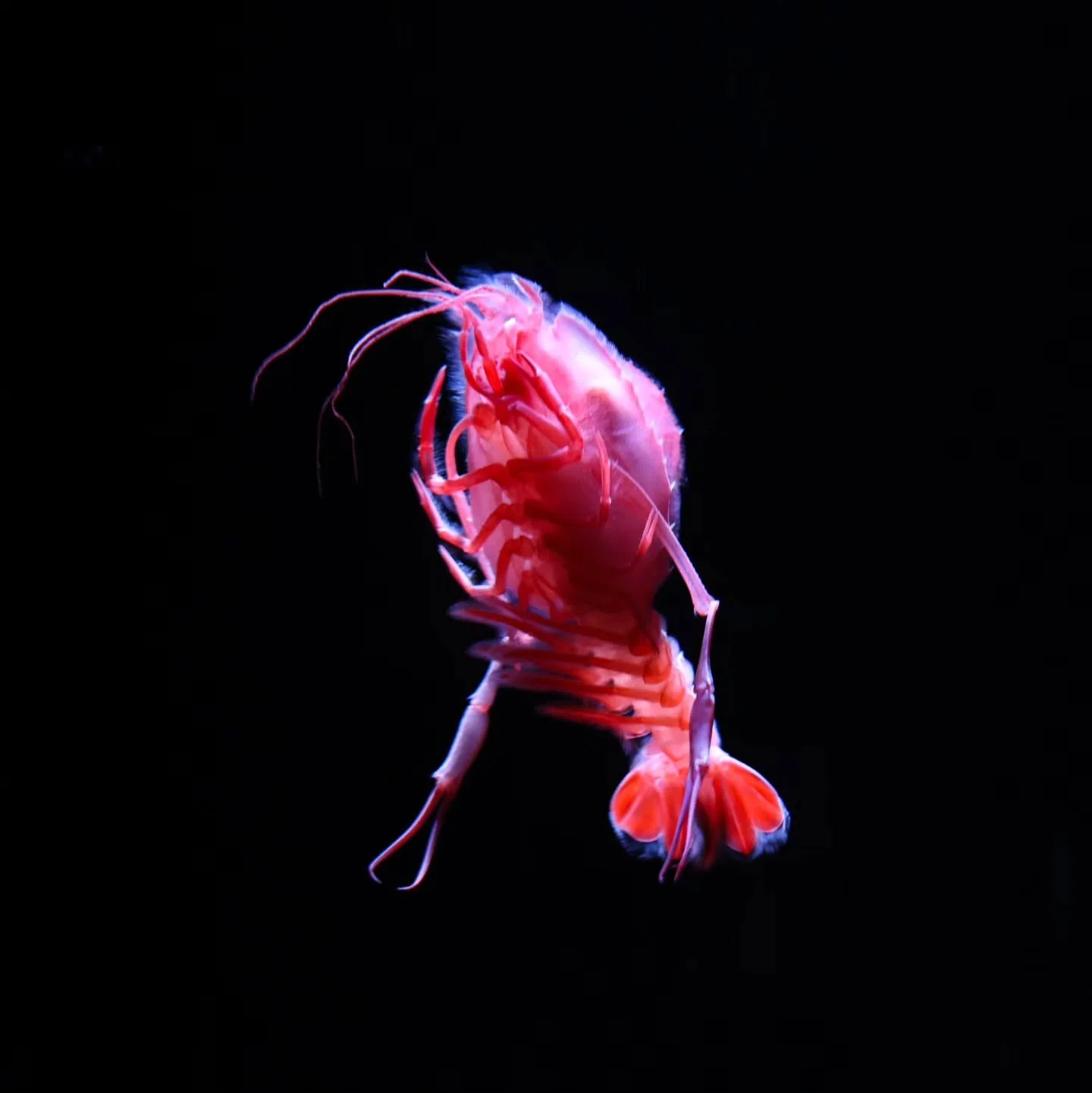 S C H R I M P F

#monterey
#sealife
#shrimp I think.
#animalsofinstagram lol
#hashtag