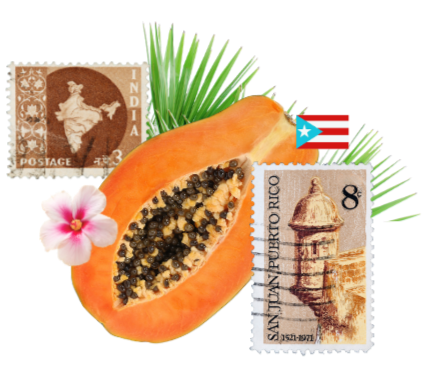 Papaya with black seeds, two postage stamps from India and Puerto Rico, a pink flower, green palm leaves, and a small Puerto Rican flag.