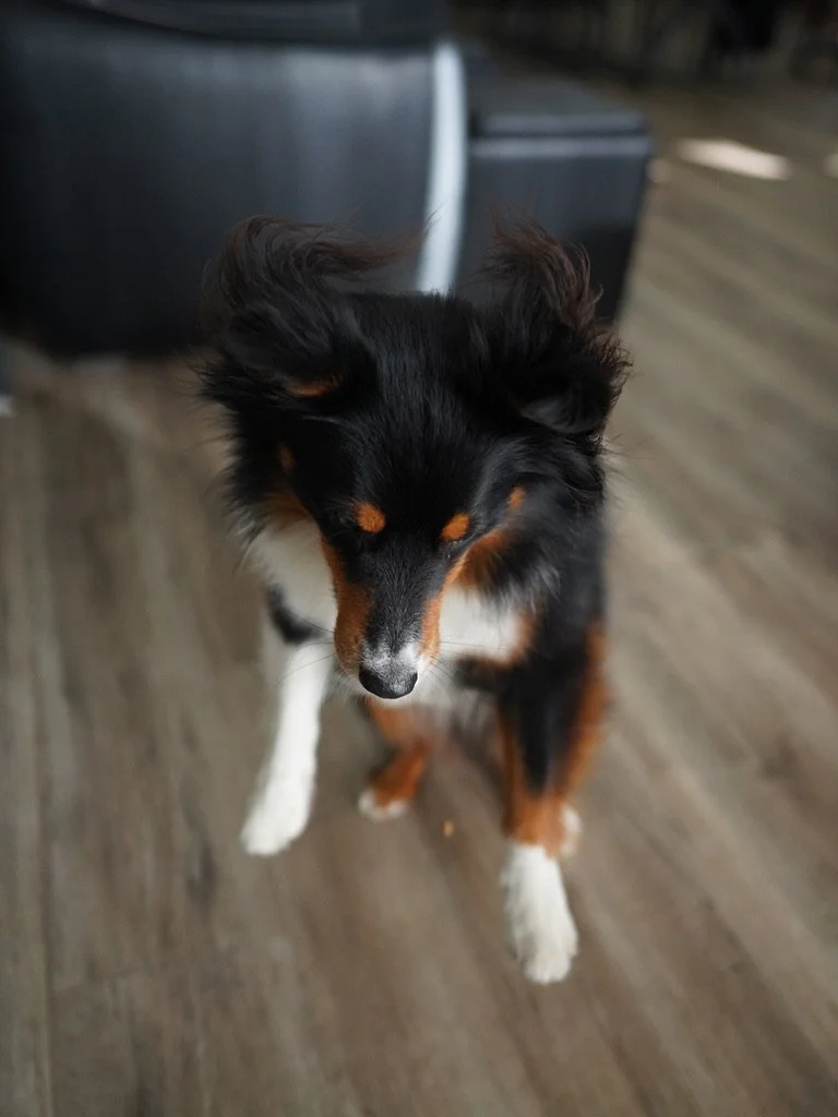 samjupphair_raskit.jpeg