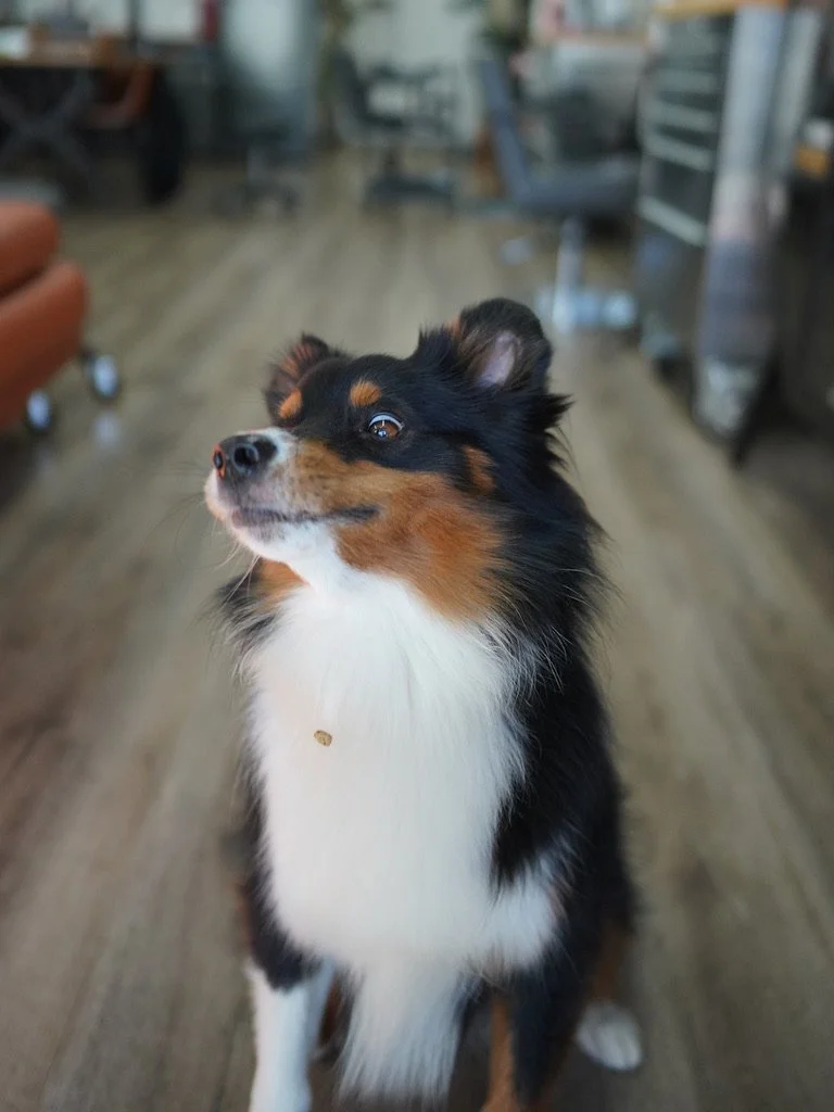 samjupphair_raskit_dog_dogfriendly.jpeg