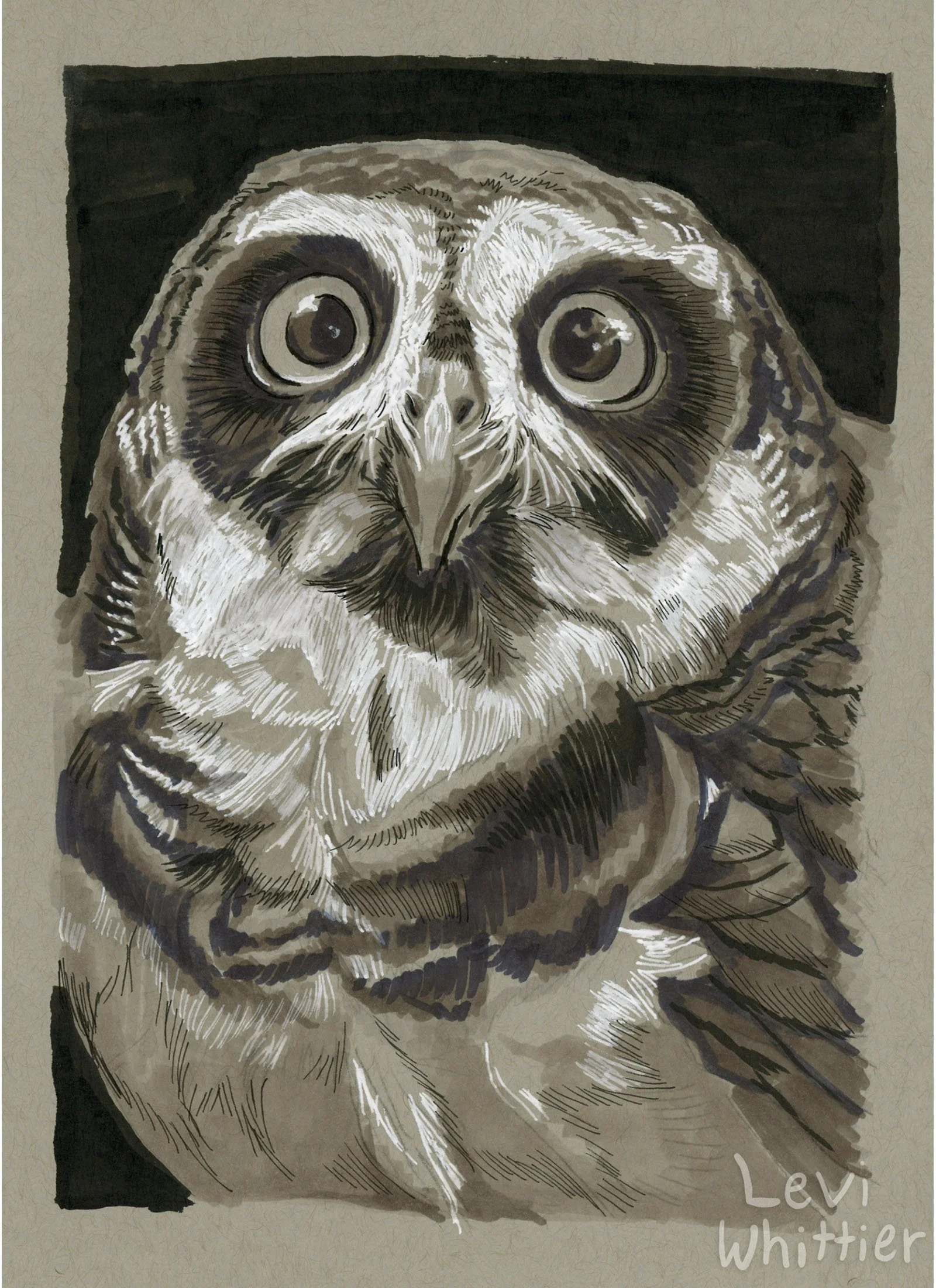 vertical_photos_0026_Spectacled_owl-watermarked.jpg