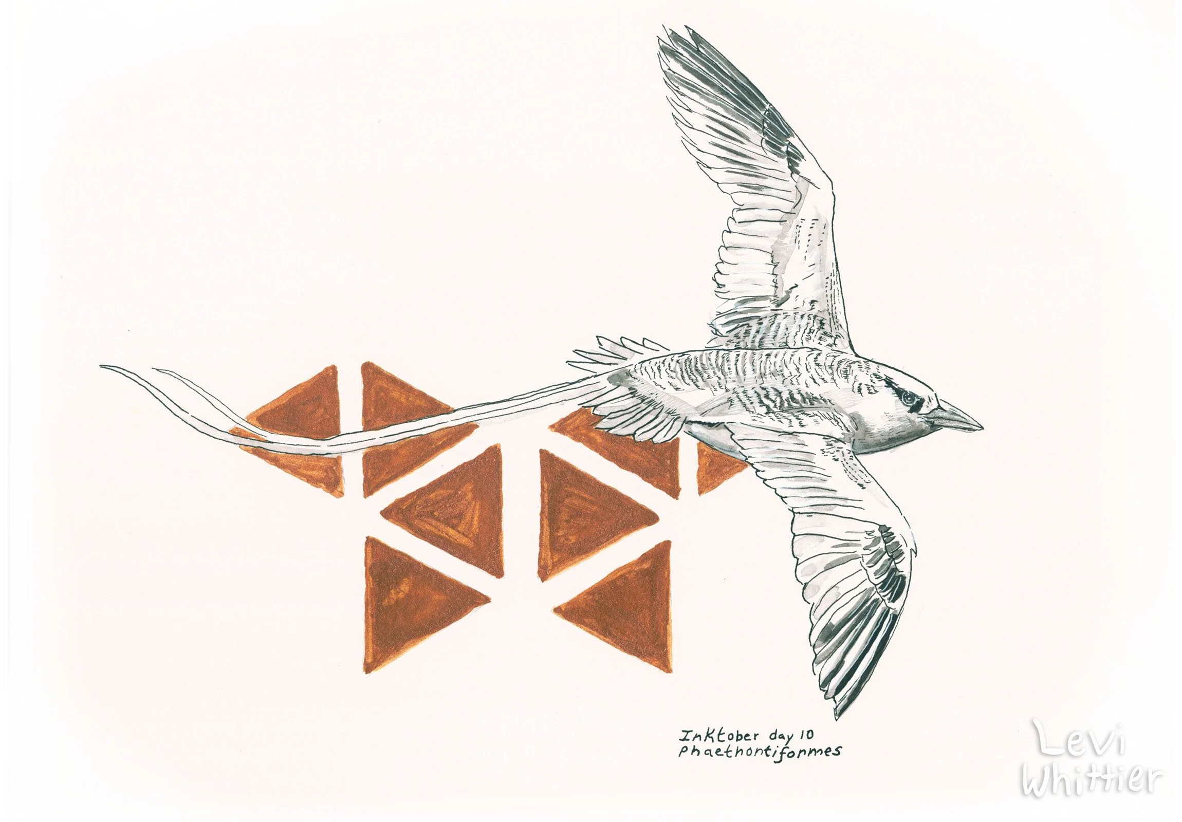Inktober_watermarked_0006_Day 10 - Phaethontiformes - Tropicbird-watermarked.jpg