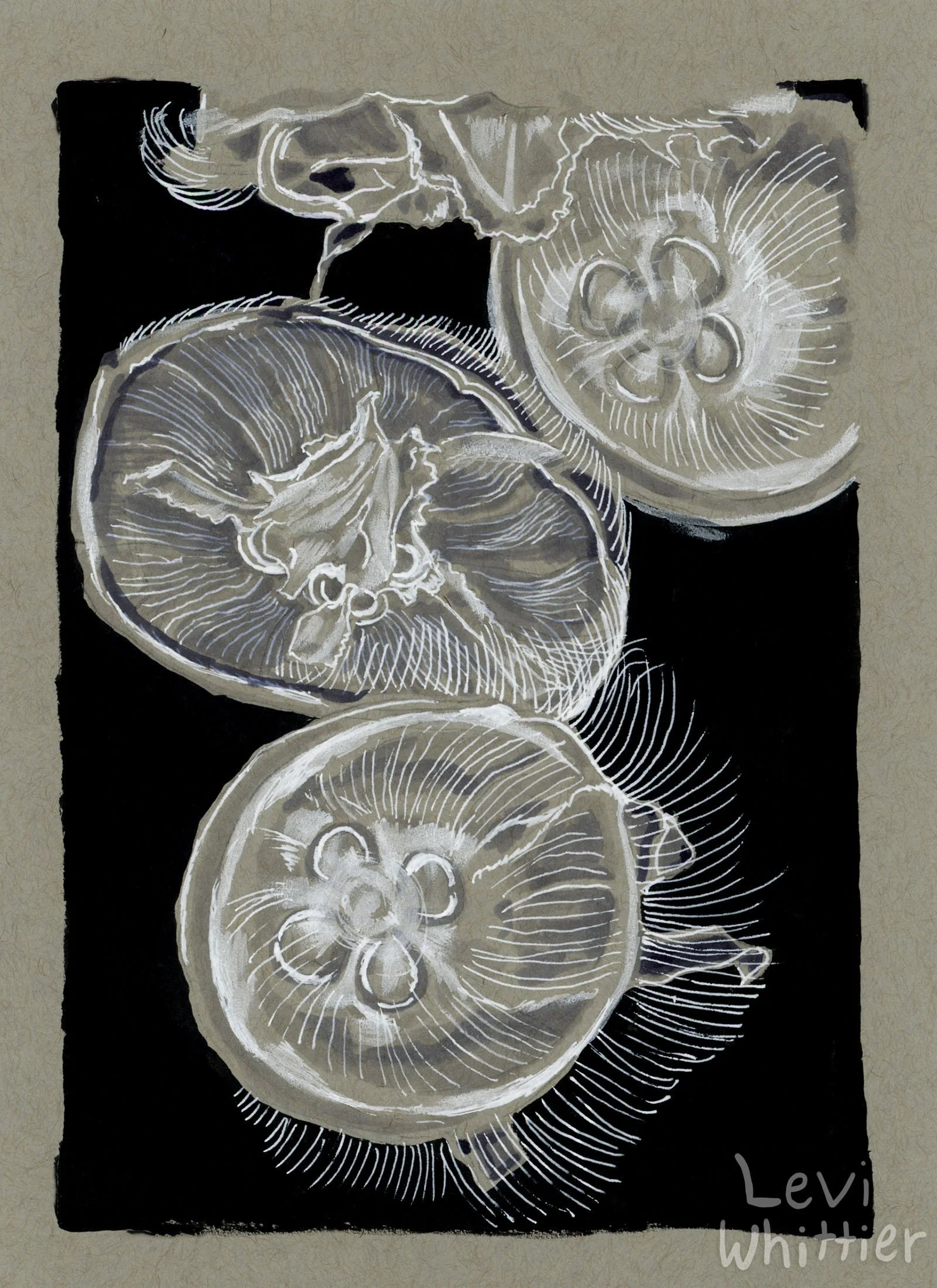 vertical_photos_0031_Moon Jellyfish-watermarked.jpg