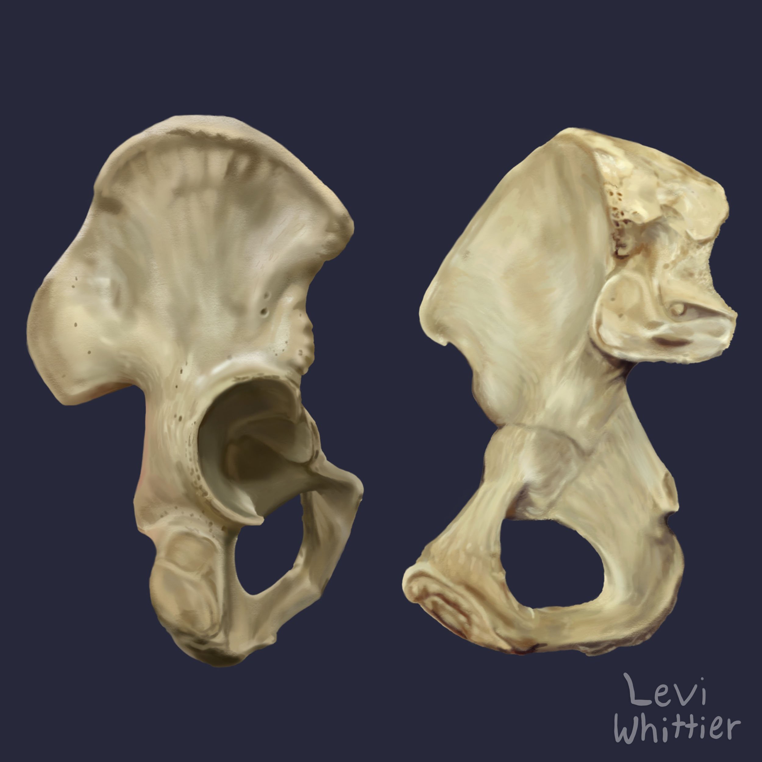 Two animal skulls, one on the left and one on the right, displayed against a dark background. The skull on the left has large openings and a rounded shape; the one on the right has a more elongated shape with pronounced ridges. The artist's signature