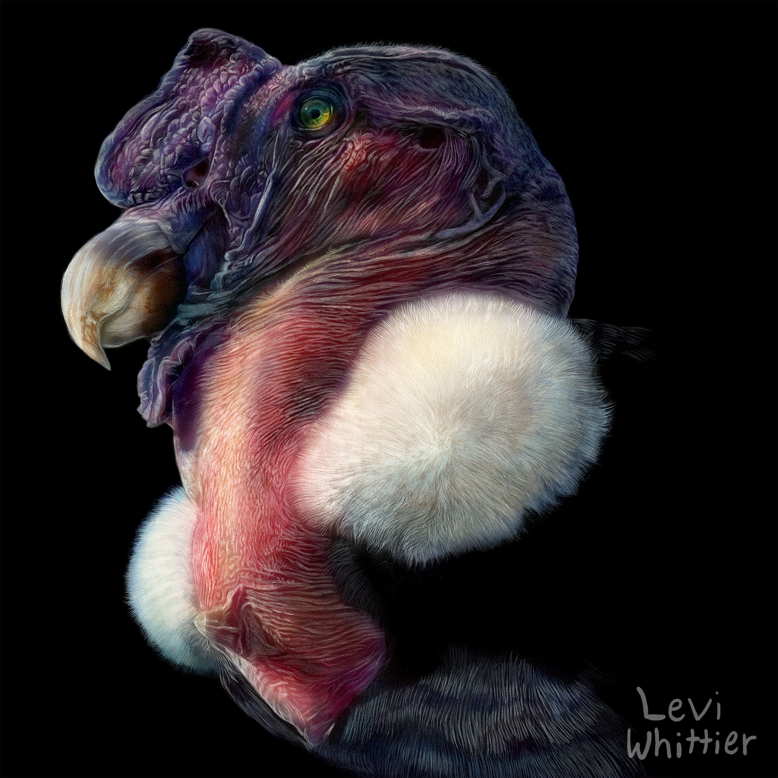 Digital artwork of a dodo bird with colorful, textured feathers against a black background, signed by Levi Whittier.