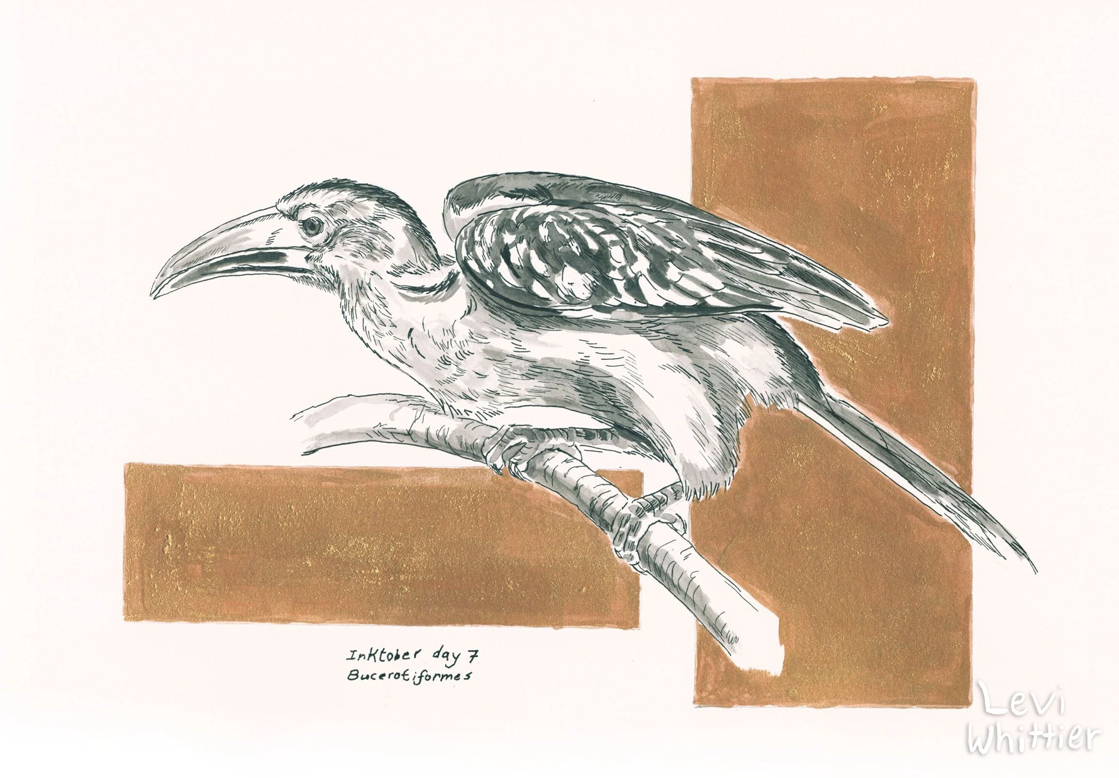 Inktober_watermarked_0007_Day 7 - Bucerotiformes - Hornbill-watermarked.jpg