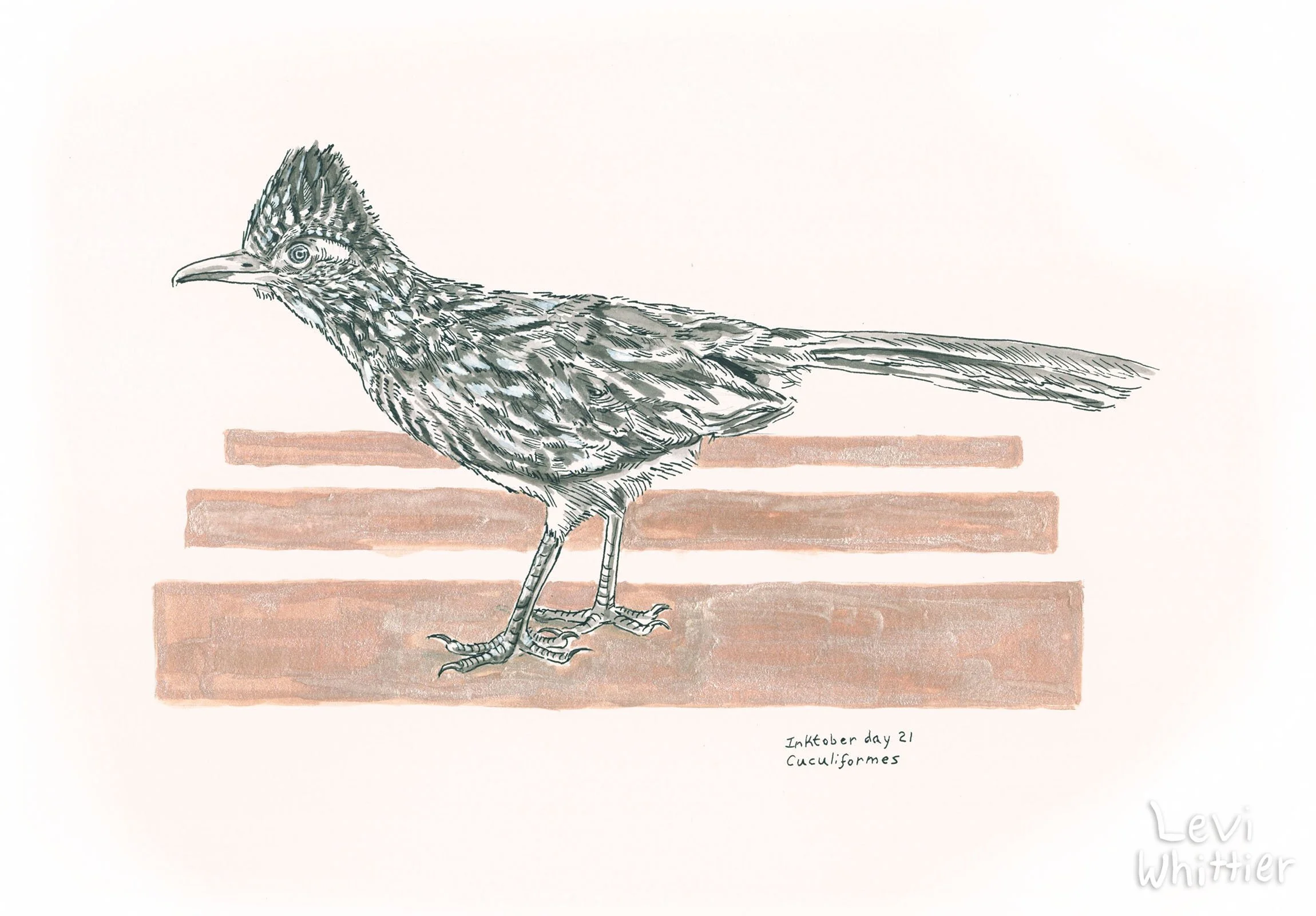 Inktober_watermarked_0014_Day 21 - Cuculiformes - Roadrunner-watermarked.jpg