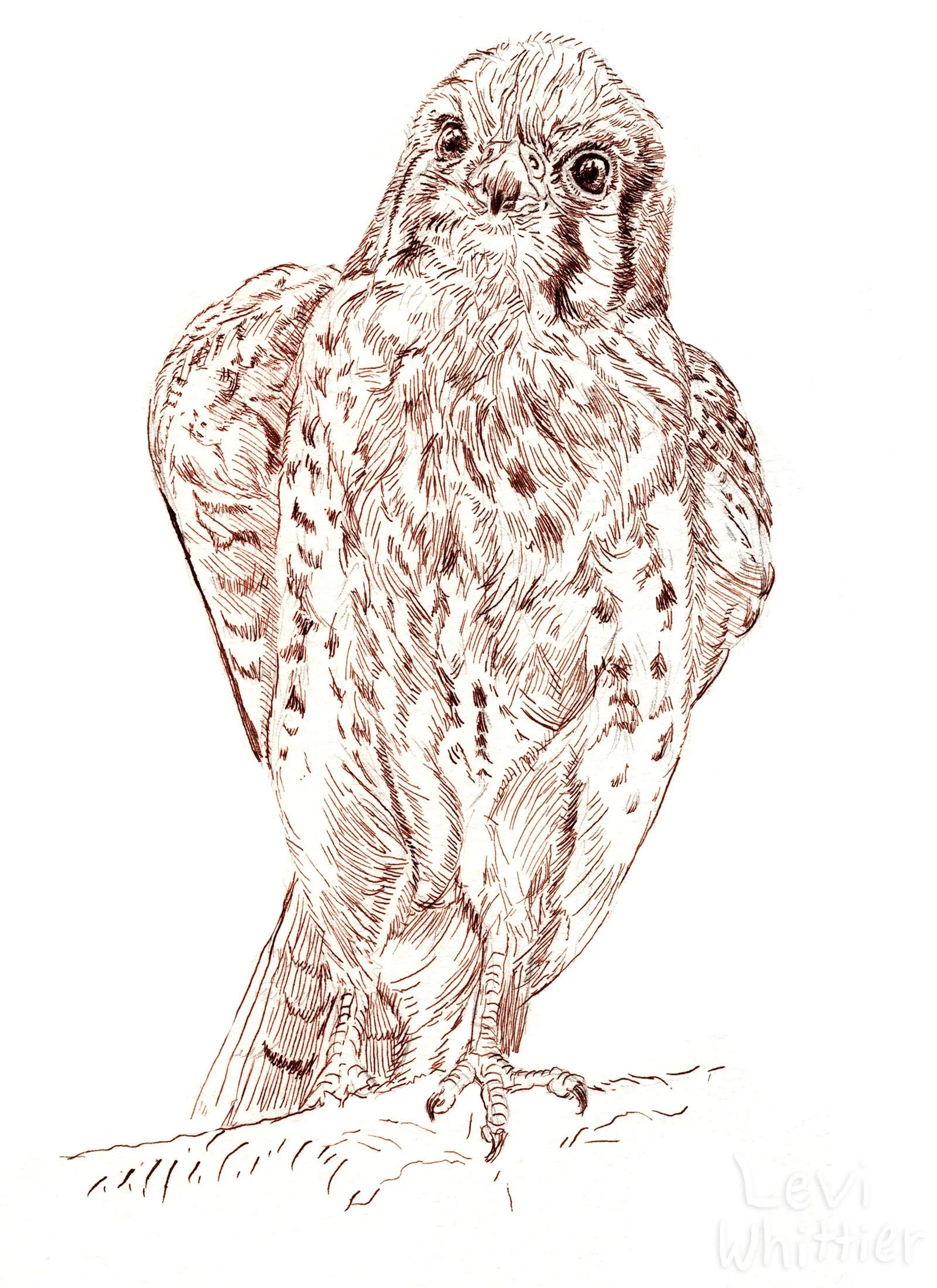 vertical_photos_0020_kestrel-watermarked.jpg