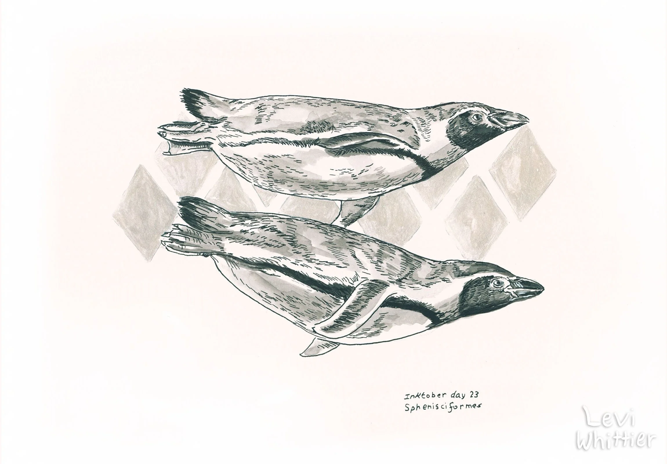 Inktober_watermarked_0020_Day 23 - Sphenisciformes - Humbolt Penguin-watermarked.jpg