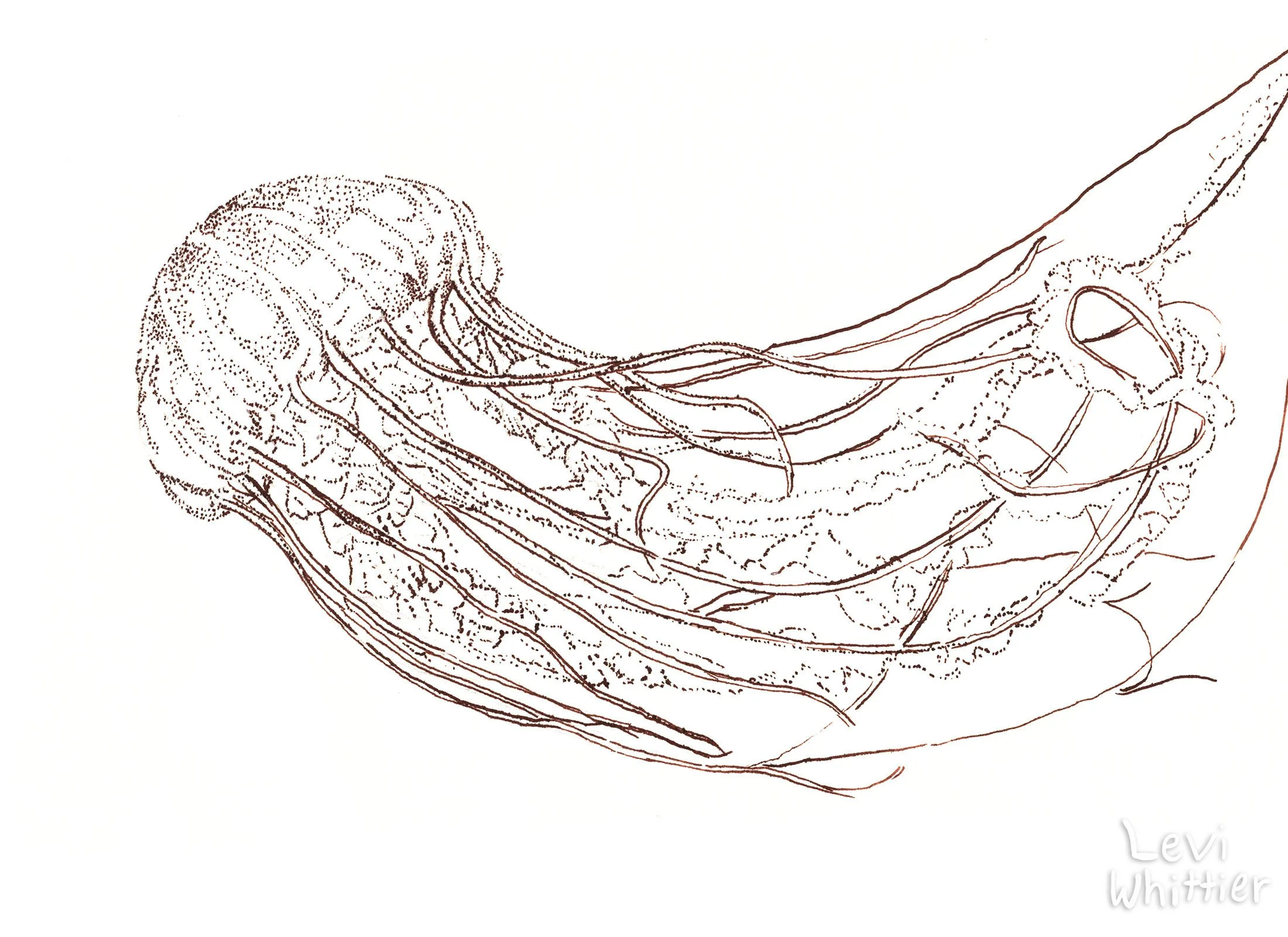 landscape_photos-1_0022_jellyfish-watermarked.jpg