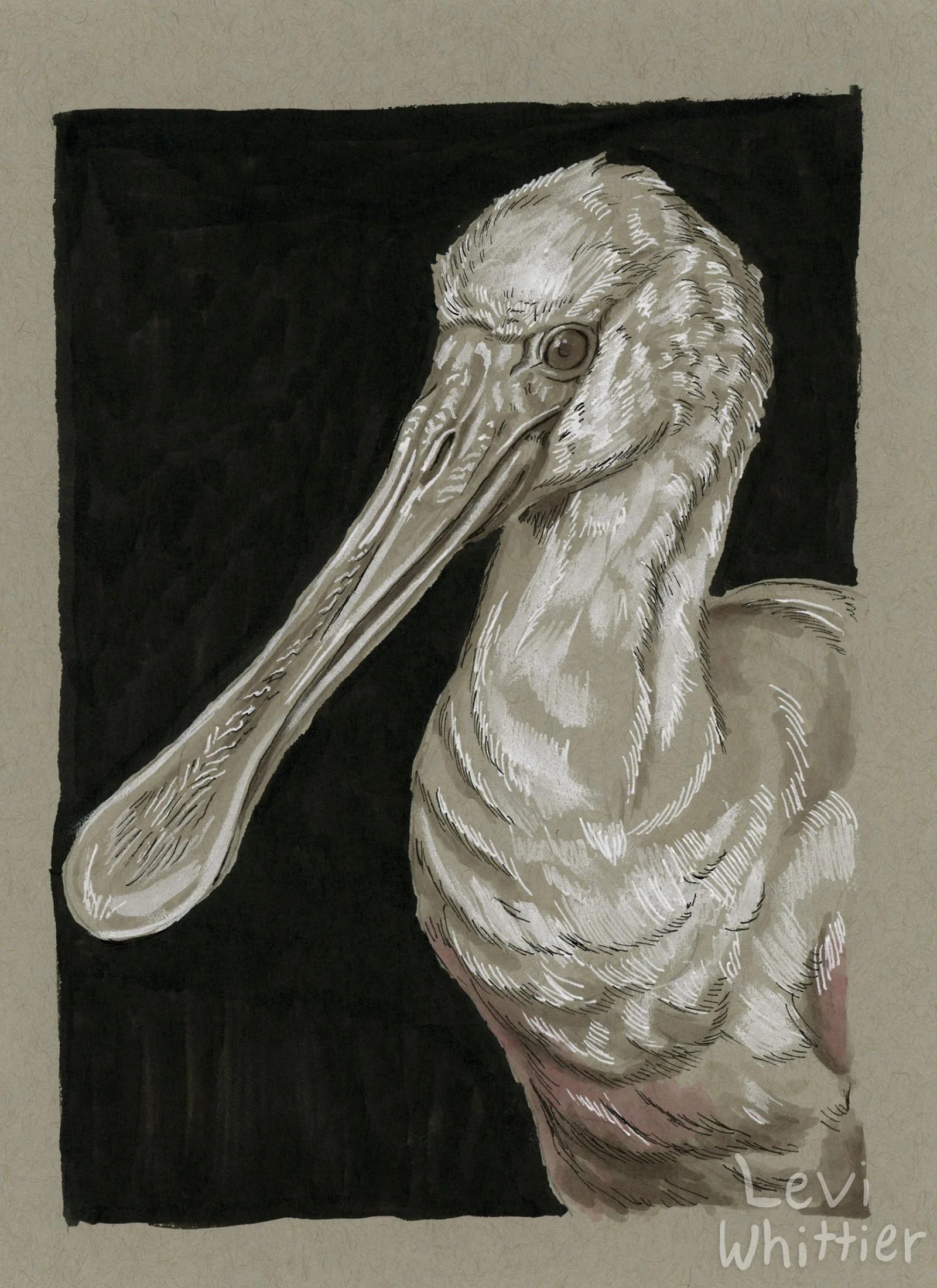 vertical_photos_0023_rosate_spoonbill-watermarked.jpg