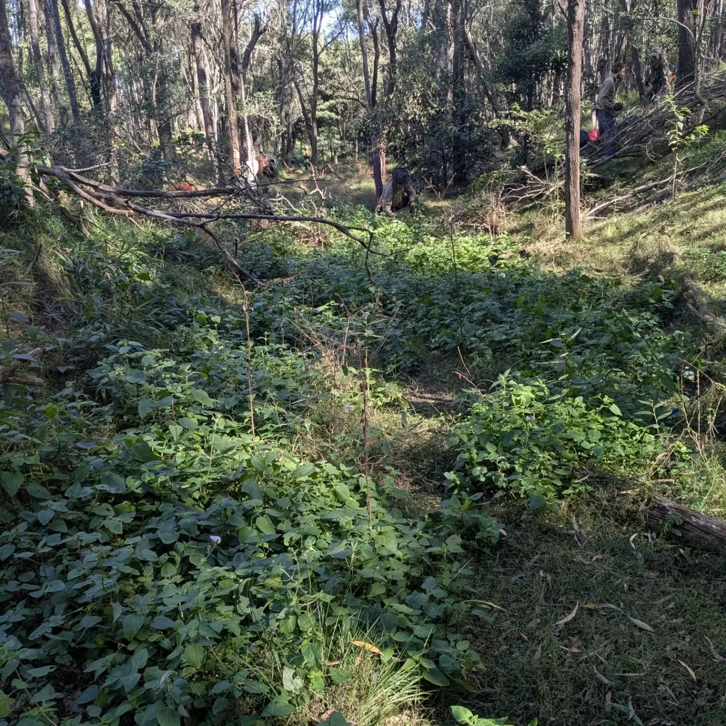 Before and after photos. Collaboration with @bushtekniq . Hand removal of  billygoat weed for natural regeneration of native grasses like Ottochoa, Chloris and Imperata. #bushregeneration #bradleymethod