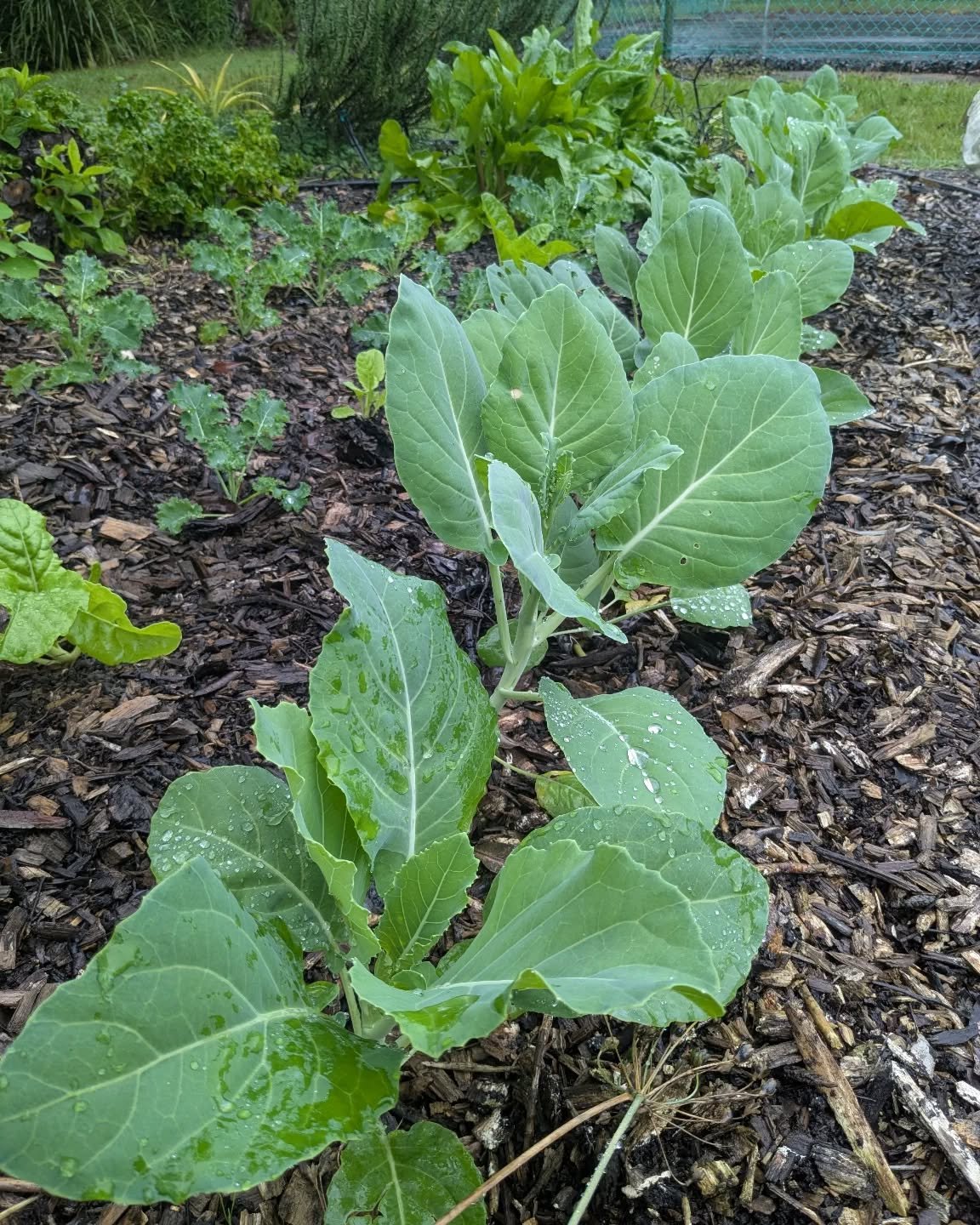 This Chinese broccoli is almost ready to be harvested.