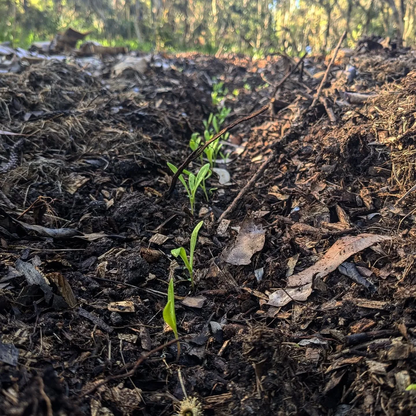 Another food forest is emerging.... #agroecology #foodforest #abundance