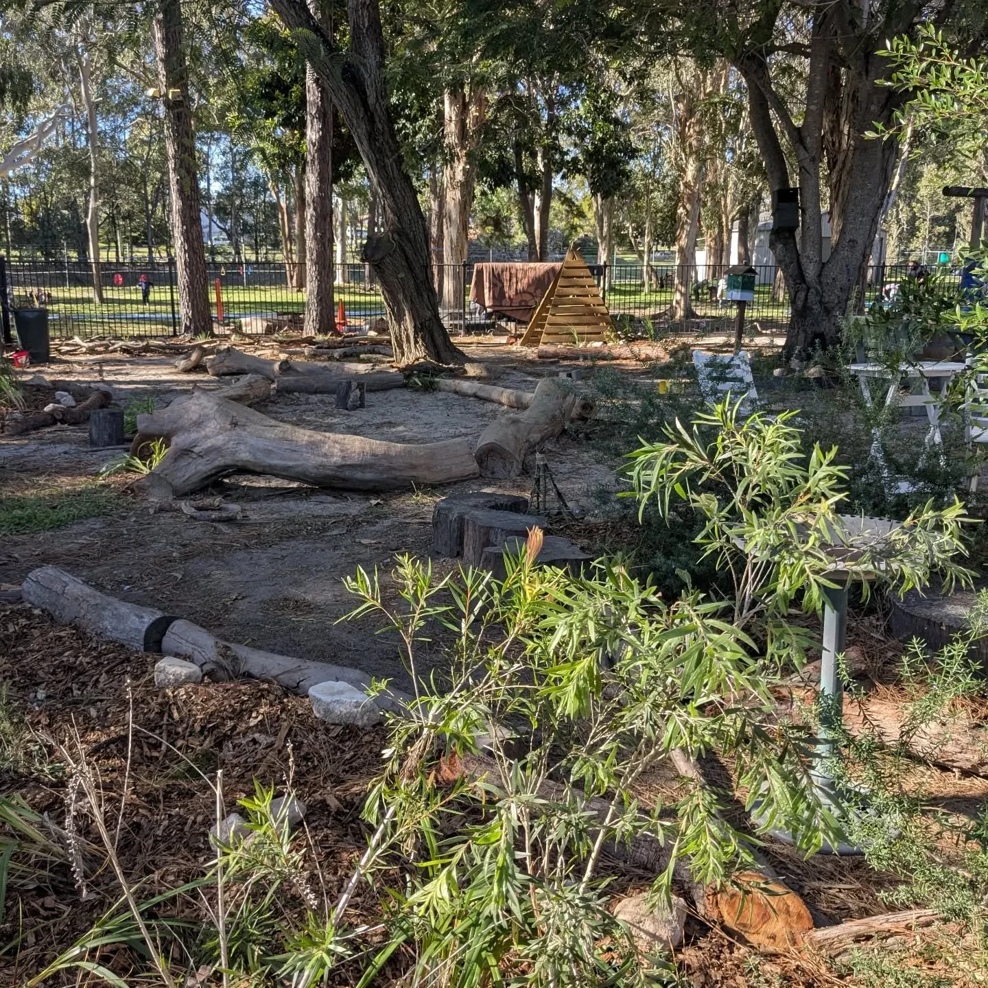 First phase of this beautiful project with @littlewildlingsau. I planted 160 seedlings of local plants and a few variegated ones. We used logs from a local tree that had fallen to shape the garden.

It has been a wonderful experience for me, having a