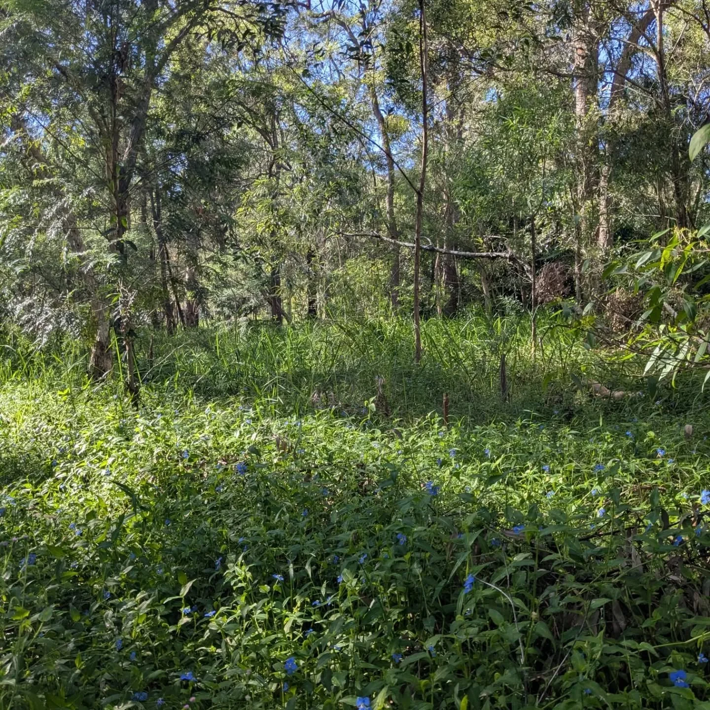 When I first started working with this client,  this part of their property had been mowed regularly for 20 years to manage the weed burden. 

Once the client stopped the endless mowing cycle, both weeds and native plants began to flourish. 

I've pu