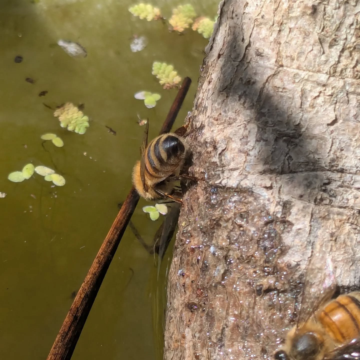 Wildlife ponds are very important for your biodiversity garden, serving as mini-wetlands that provide essential food and water for numerous species, including amphibians, insects, birds, and mammals, while also supporting natural pest control and off